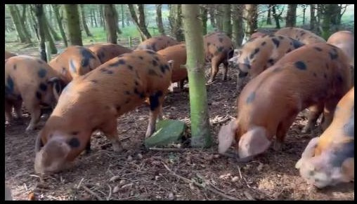 #OSBPG PORK-LICIOUS

The average OSB live weight in 2024 is 85.07kg

Photo: Shaun and Gemma Jennings of Tweed Trotters  

#exploreOSBPork #OSBPork #oxfordsandyblackpiggroup