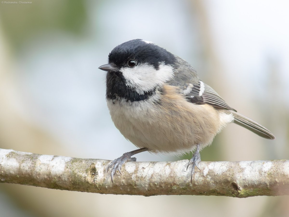 rudraksh9's tweet photo. Nice morning on the local patch, nothing unusual but good to see and hear Coal tits singing their heart out.
#coaltit #woking #hoevalley @SurreyBirdNews @ThePhotoHour https://t.co/VJEpY0QY9I