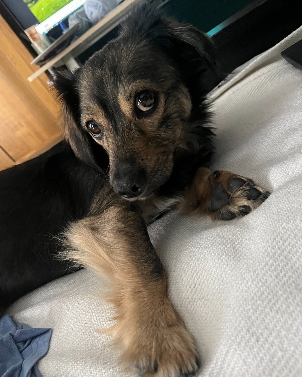 JobsAtStockport's tweet photo. Barry belongs to a Quality Analyst and Senior Planning Officer Infrastructure and Design Lead.
They said their favourite thing about their job is seeing the work they've done being used by others where they live.
Join now π https://t.co/kpJHZHtsoD
#FourLeggedFriday https://t.co/JajLGm1s4d