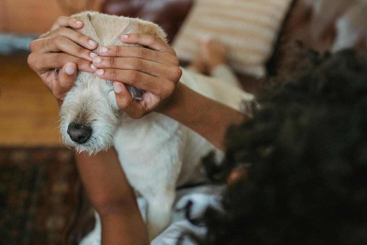 Dettsforpets's tweet photo. Fun Fact Friday! 
Dogs love games that challenge their natural instincts!  Try playing hide and seek with your pup—it’s a great way to stimulate their mind and body while strengthening your bond. 
#FunFactFriday #DogGames #DogPlaytime #HideAndSeek #DettsForPets https://t.co/QjLjEgFgUE