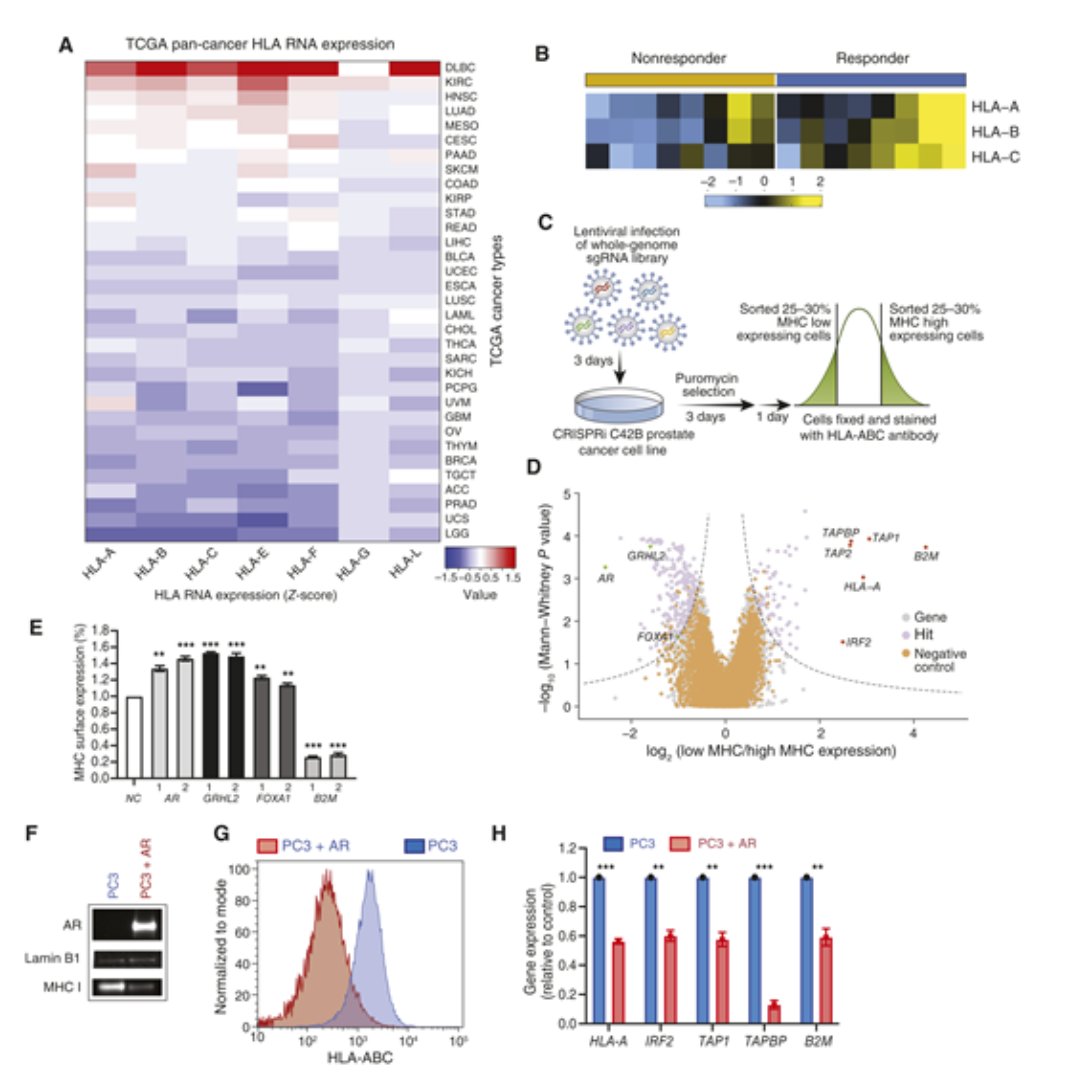 Cancer Discovery (@cd_aacr) on Twitter photo From the March issue: Androgen Receptor Inhibition Increases MHC Class I Expression and Improves Immune Response in Prostate Cancer. brnw.ch/21wRkAK
By <a href="/LChesNerd/">Lisa Chesner, PhD</a>, <a href="/felixfengmd/">Felix Feng</a>, <a href="/Moran_Lab/">Amy Moran Lab</a>, and colleagues
<a href="/UCSFCancer/">UCSF Helen Diller Family Comprehensive Cancer Ctr</a> <a href="/OHSUKnight/">OHSU Knight Cancer Institute</a> From the March issue: Androgen Receptor Inhibition Increases MHC Class I Expression and Improves Immune Response in Prostate Cancer. brnw.ch/21wRkAK
By <a href="/LChesNerd/">Lisa Chesner, PhD</a>, <a href="/felixfengmd/">Felix Feng</a>, <a href="/Moran_Lab/">Amy Moran Lab</a>, and colleagues
<a href="/UCSFCancer/">UCSF Helen Diller Family Comprehensive Cancer Ctr</a> <a href="/OHSUKnight/">OHSU Knight Cancer Institute</a>