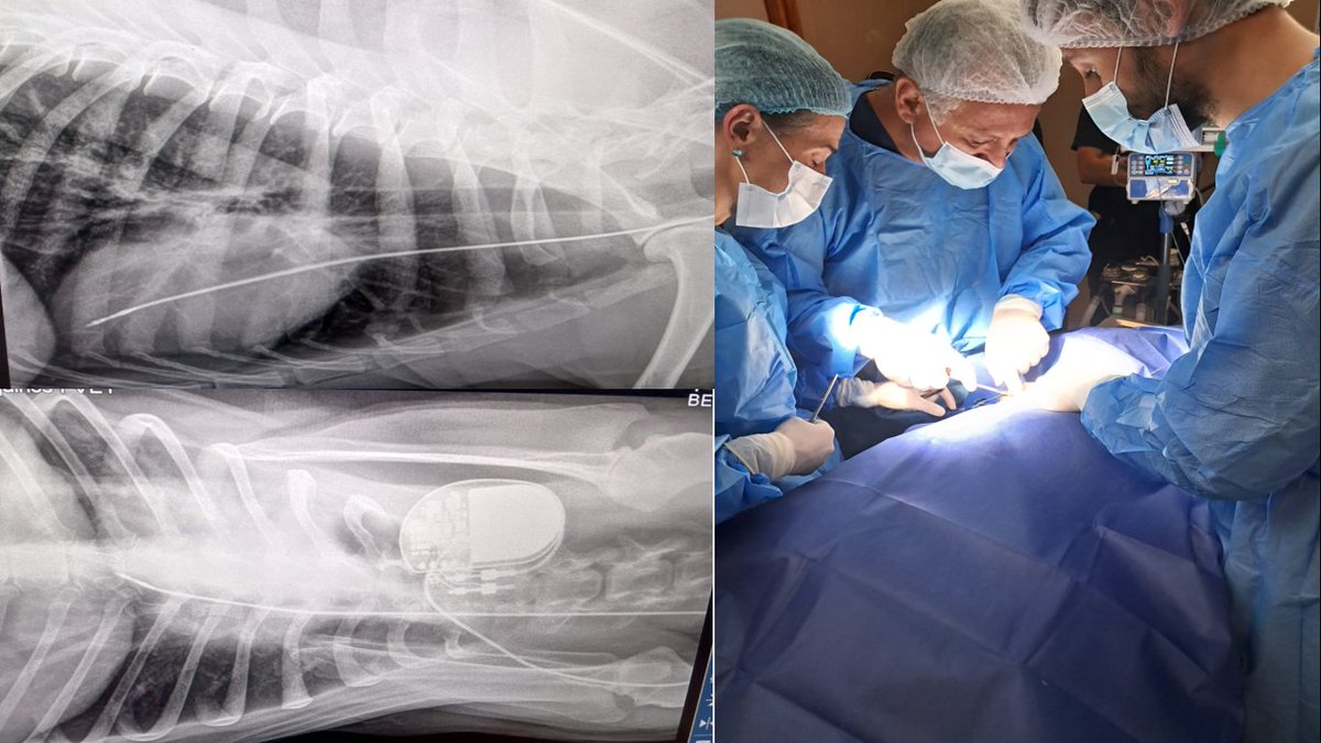 Alejandro Cuesta tweet media