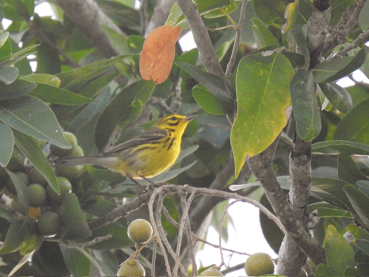 Prairie Warbler along the coast near Bayahibe, Dominican Rep, this morn was a life ✔️ 🇩🇴 #birding #dominicanrepublicbirding #birds #birdphotography #BirdsSeenIn2025