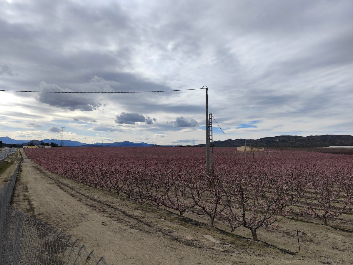 Por tierras de #Cieza - #Murcia, un espectáculo. Menuda maravilla de campos y de trabajo de agricultores.