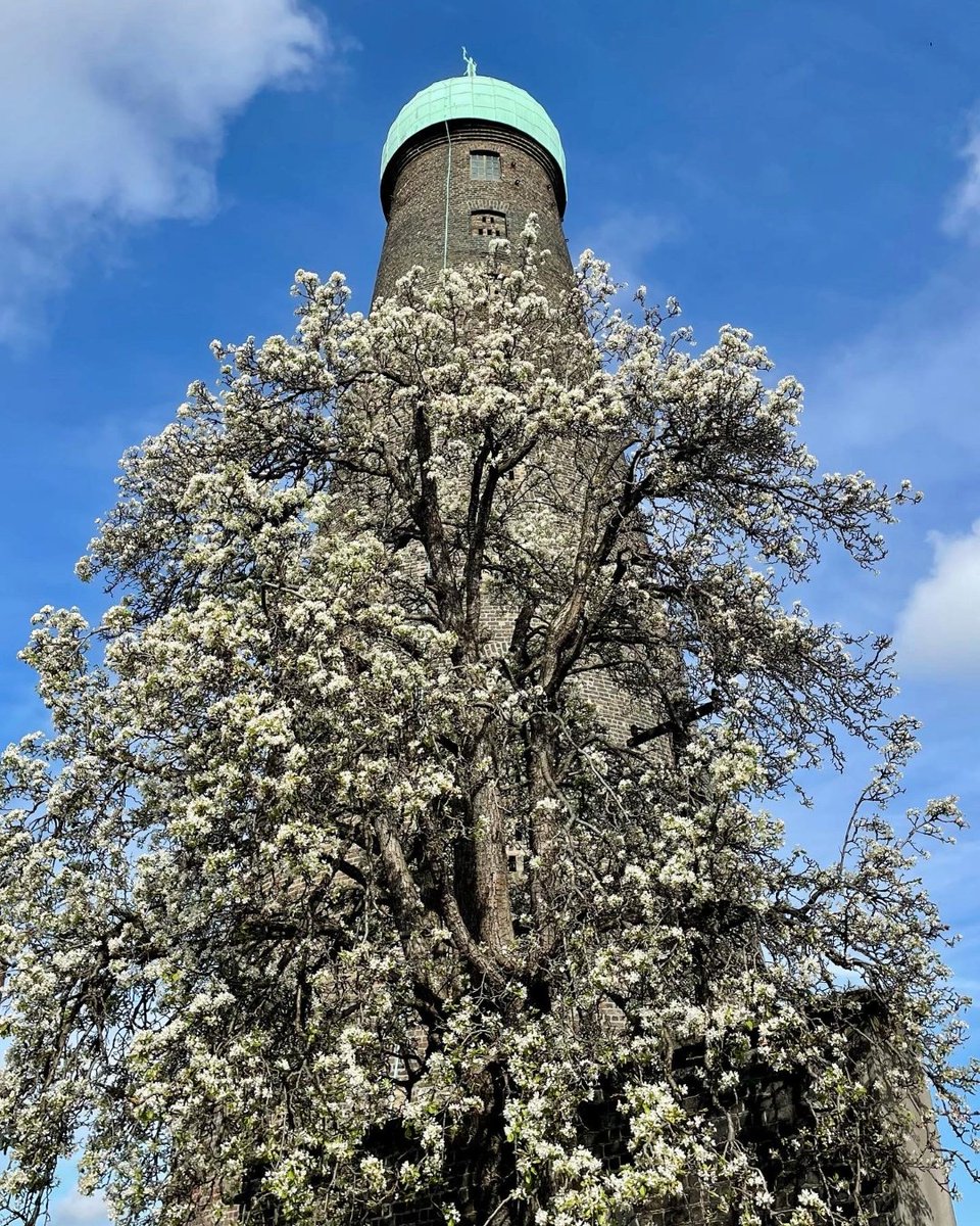 TheDigitalHub's tweet photo. Its #NationalTreeWeek2025 ๐ณ
The Digital Hubโs pear tree is estimated to be aged in the range of 150 to 200 years old, according to a 2009 survey by the Tree Council of Ireland & later confirmed by DNA analysis.
Read more: https://t.co/dNDqVzIMuX
#TheDigitalHub #Nature https://t.co/4EWvID4sAO