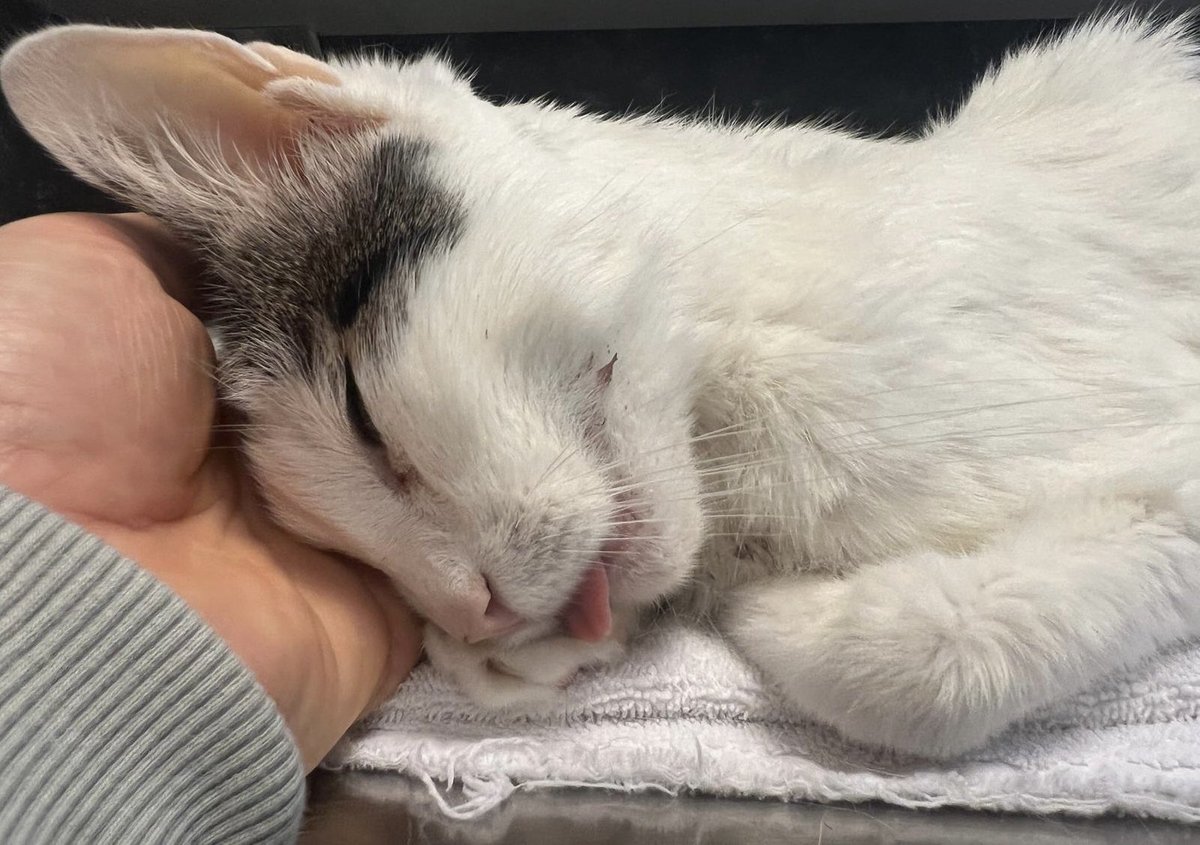 Daniel Landau tweet media