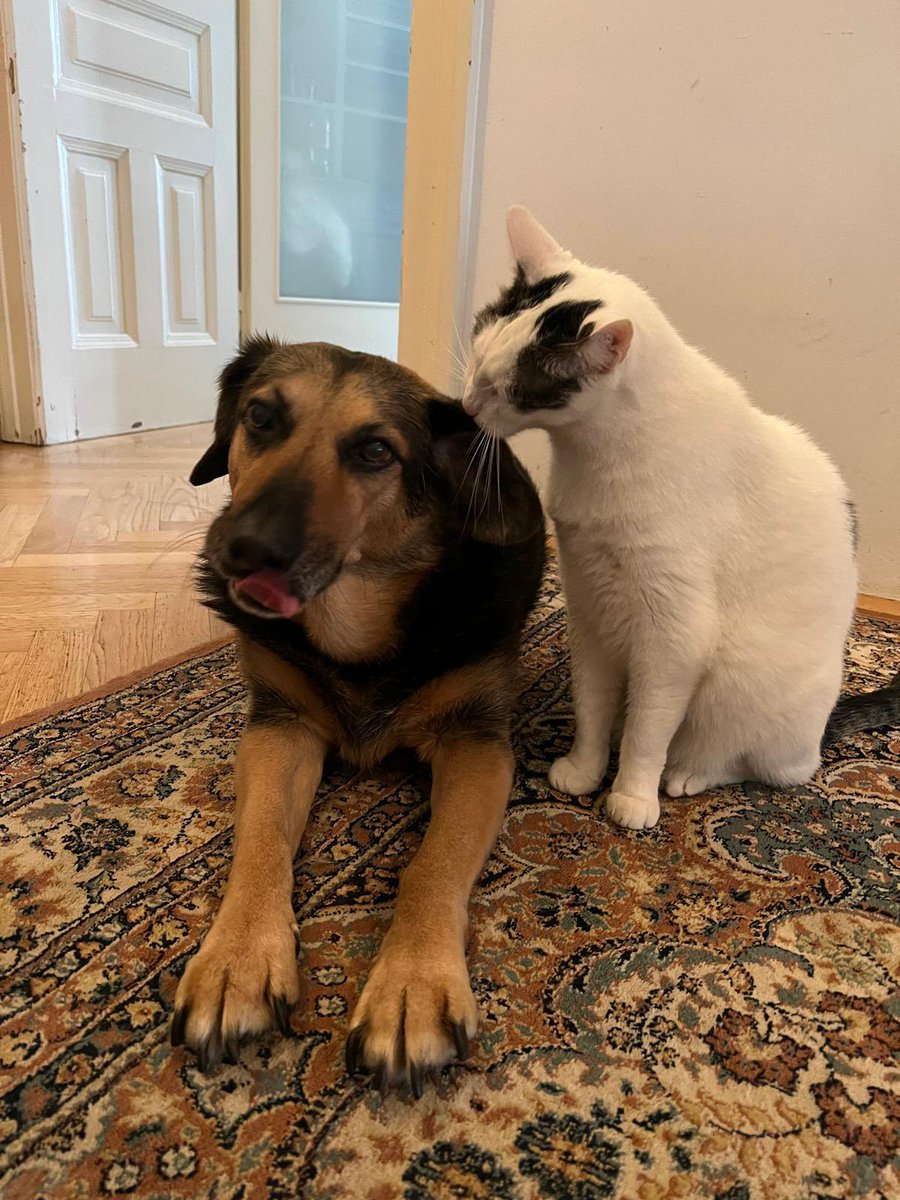 Daniel Landau tweet media