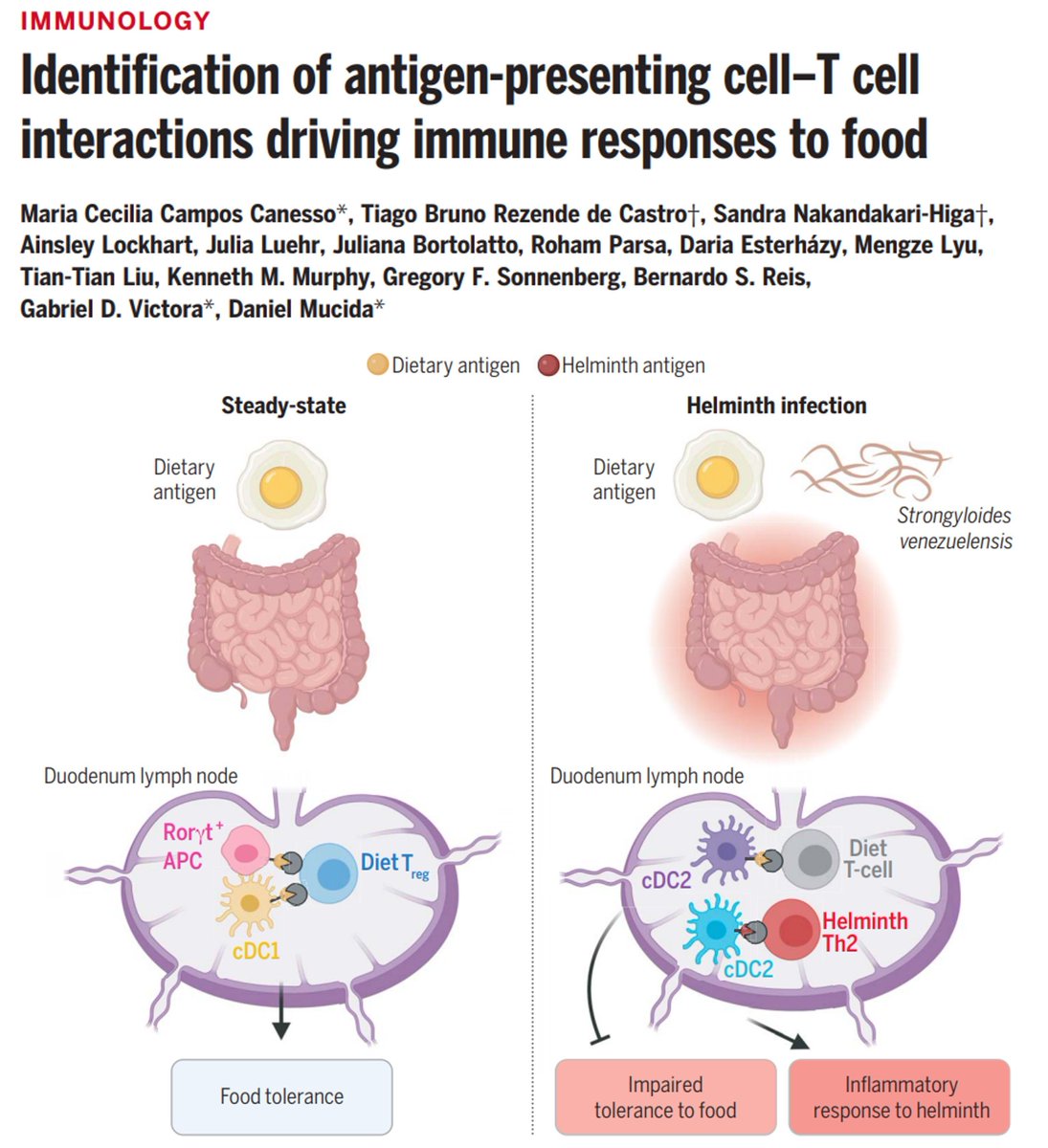 Sarah Ross (@sarah_h_ross) on Twitter photo ICYMI by first release - now in print <a href="/ScienceMagazine/">Science Magazine</a>:
Identification of APCs in the gut that promote Treg differentiation and how tolerance to food antigens is influenced by helminth infection.
buff.ly/3DjNQ1e
By <a href="/CicaCanesso/">Maria Cecilia Canesso</a>, <a href="/victora_lab/">Victora Lab is at Bluesky</a>, <a href="/danmucida/">DM</a> et al ICYMI by first release - now in print <a href="/ScienceMagazine/">Science Magazine</a>:
Identification of APCs in the gut that promote Treg differentiation and how tolerance to food antigens is influenced by helminth infection.
buff.ly/3DjNQ1e
By <a href="/CicaCanesso/">Maria Cecilia Canesso</a>, <a href="/victora_lab/">Victora Lab is at Bluesky</a>, <a href="/danmucida/">DM</a> et al