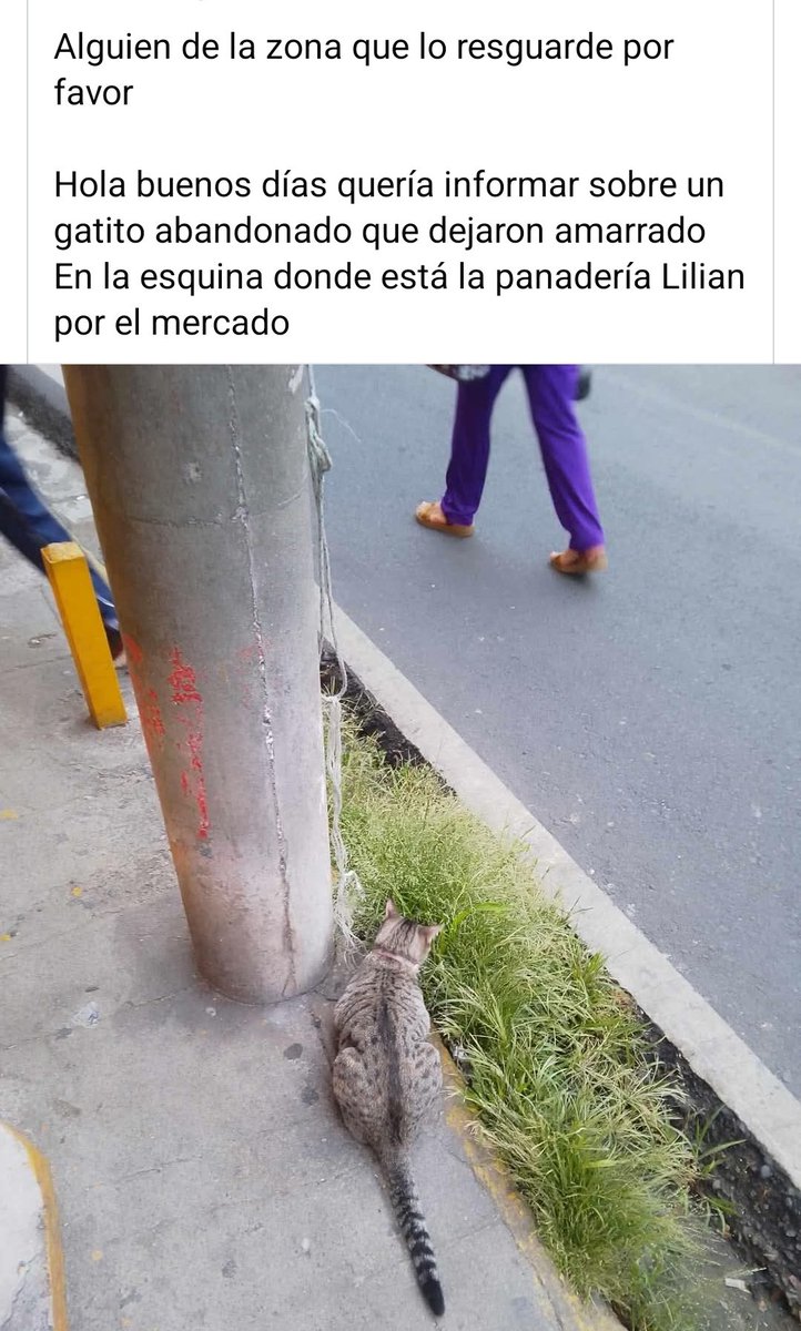 Esto es lo que los animales estaban sufriendo en el salvador 
😭😭😭😭

<a href="/nayibbukele/">Nayib Bukele</a>