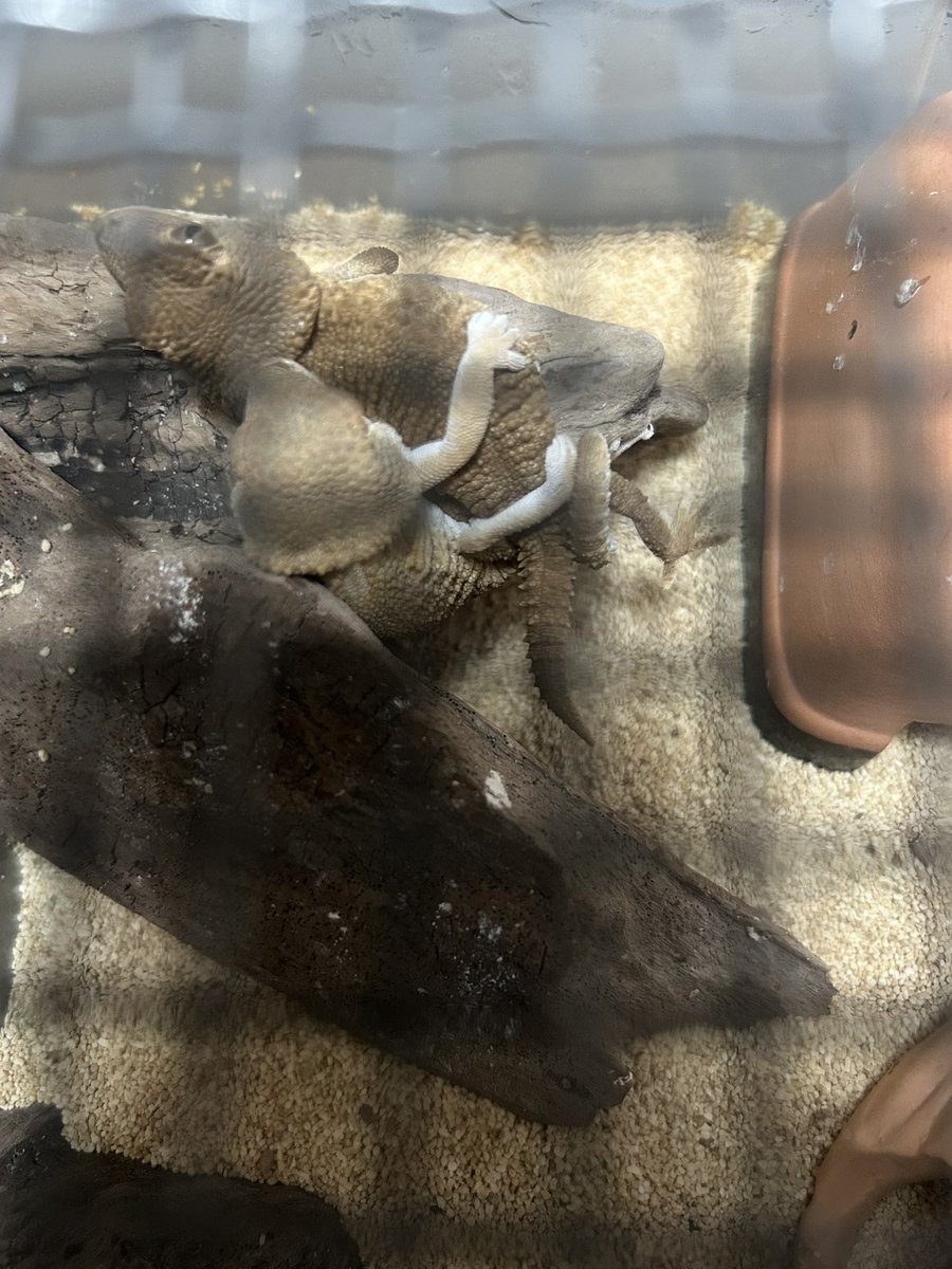 FsGecko's tweet image. 久しぶりの投稿！
今年は頑張って頂きたい！！！

 #爬虫類好きと繋がりたい   #爬虫類   #ヘルメットゲッコー  #ヘルメット   #繁殖  #長崎