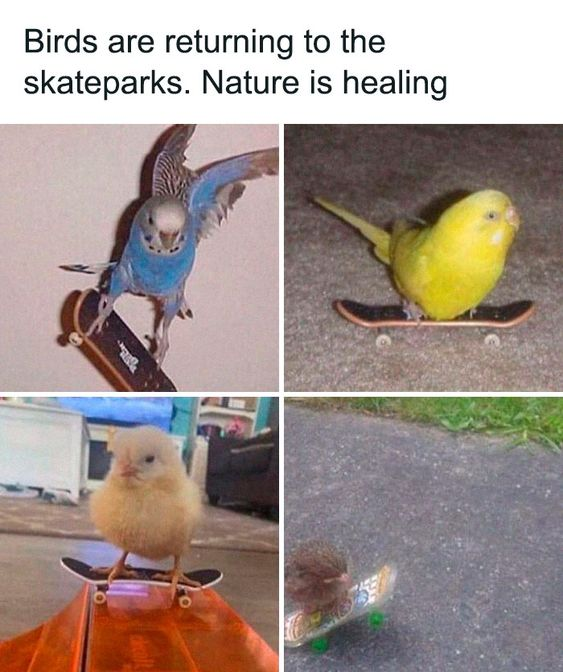 WholesomeMeme's tweet photo. https://t.co/v7hdrDZArn