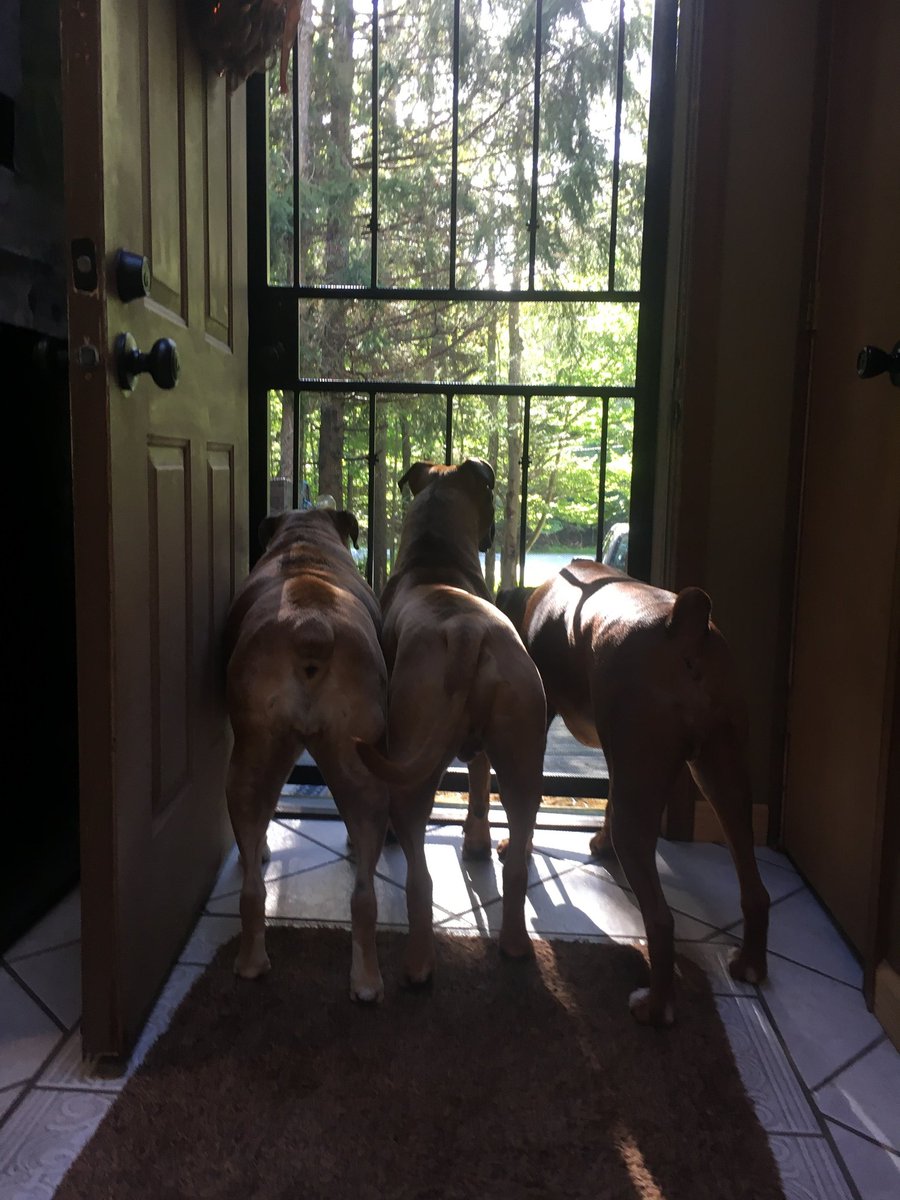 BellaBoosBros's tweet photo. #FlashbackFriday
The 3 amigos on patrol #bromocrew #sismos #RIPKonaGoodBoy #RIPBellaBoo https://t.co/rhnnYsyG7G