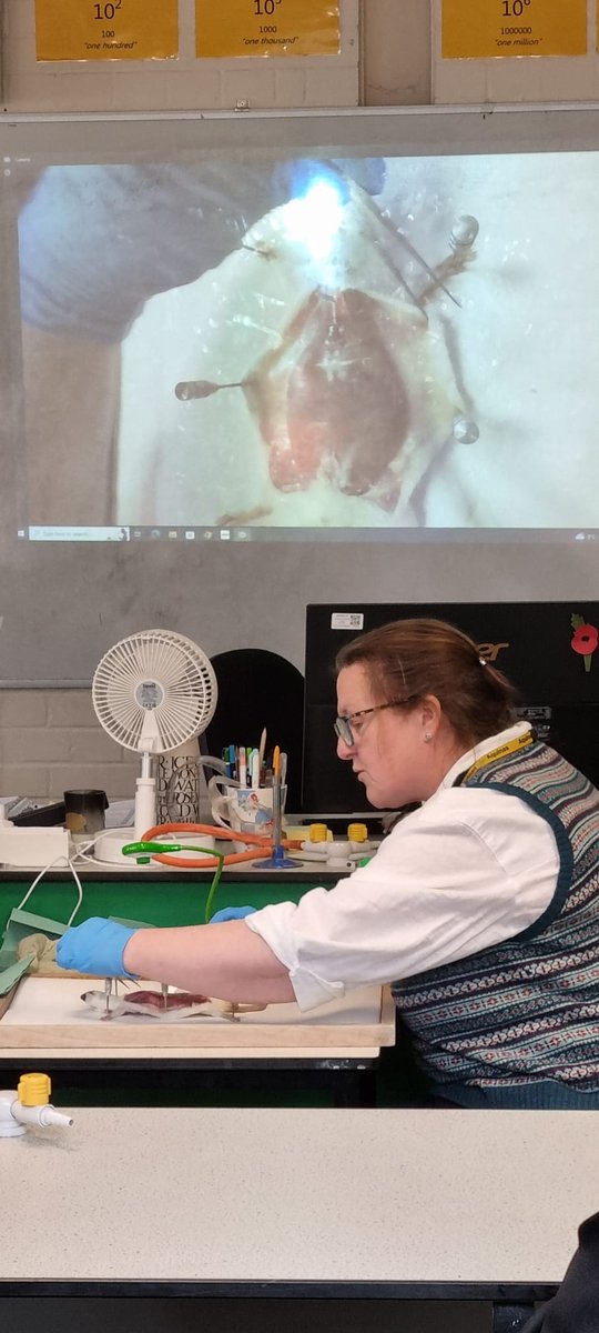 St_Anselms's tweet image. 🔬🎉 Highlights from British Science Week! ⚠️ Sensitive images.  Our students dived into STEM with soap making 🧼, rat dissection 🐀, and balloon rockets 🚀—and it looks like our staff had a blast too! 😄 🌟 #BritishScienceWeek #STEM #LearningThroughFun #ScienceIsCool