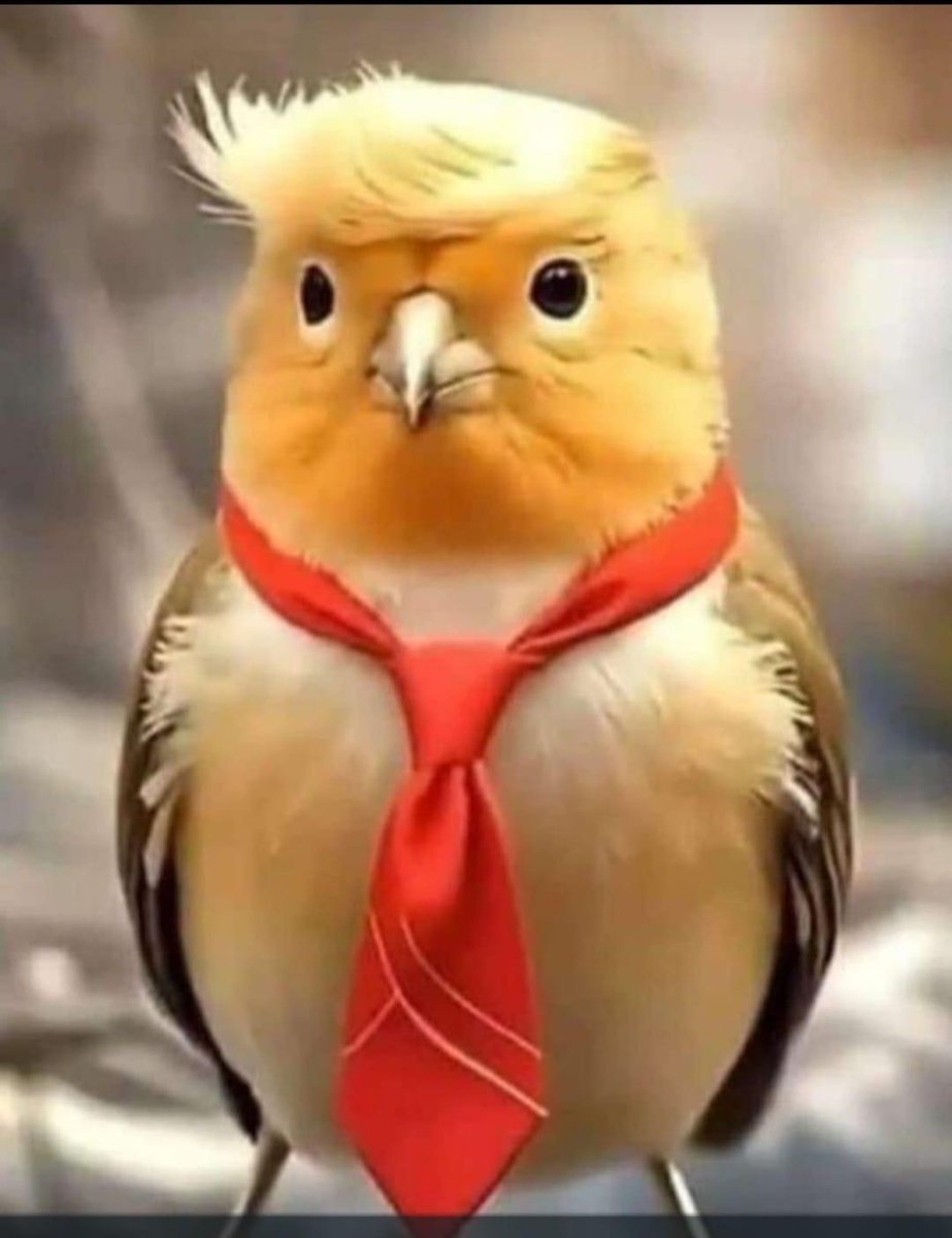 die ersten Zugvögel sind zurück 😂😂😂 kommen mir irgendwie bekannt vor - oder ?