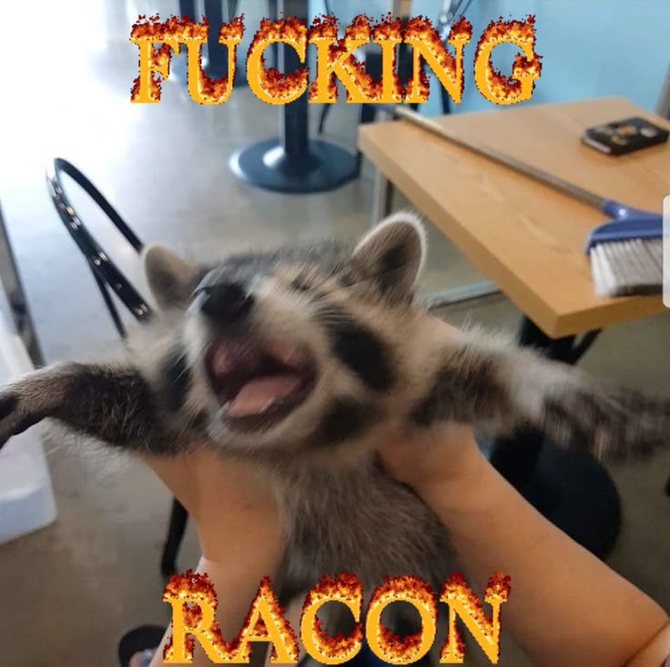 ShouldHaveRacc's tweet photo. https://t.co/4EEbEEeyx5