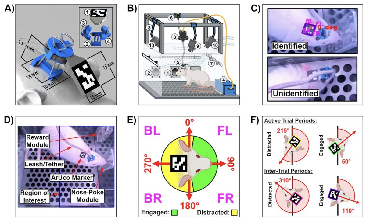 ArUco markers help automate animal behavior scoring. They are open-source and 3D printable. Read about them in this week's post on OpenBehavior:

edspace.american.edu/openbehavior/p…

#neuroscience #openscience #behavior