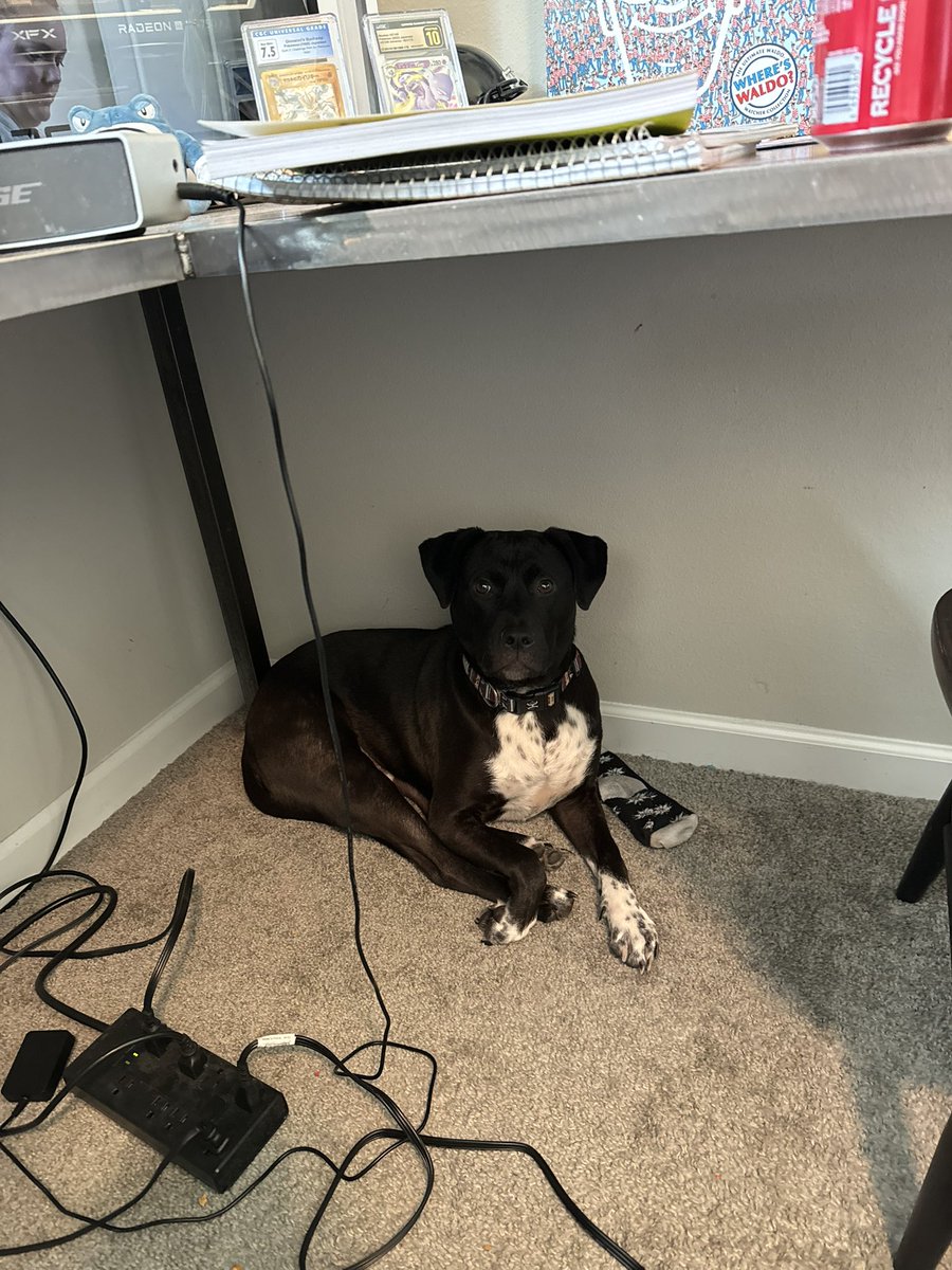 DixieNormous173's tweet photo. I already miss you so much Mister Man🫶🏻 RIP to the best dog to ever live https://t.co/Cr7td0DzXy