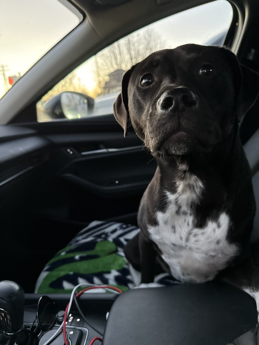 DixieNormous173's tweet photo. I already miss you so much Mister Man🫶🏻 RIP to the best dog to ever live https://t.co/Cr7td0DzXy