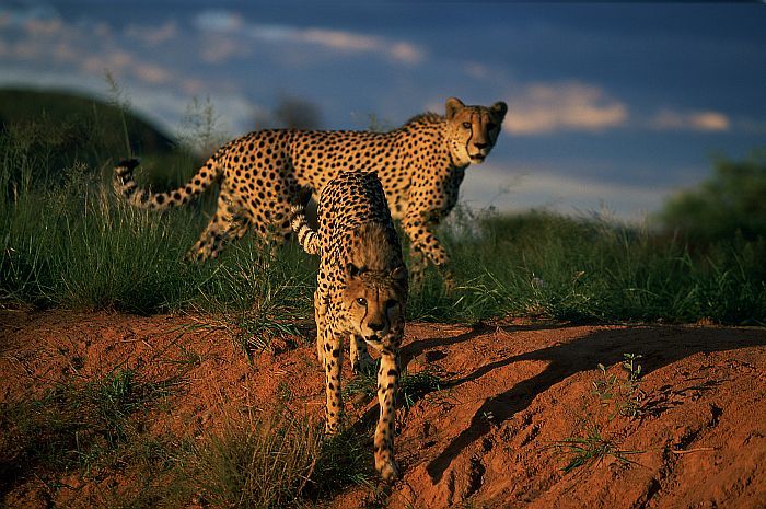 cedarberg's tweet photo. Keen to do a tour similar to Kate's?

Our Namibian self-drive is very similar, and a private guide can be added for the ultimate experience. 

Enjoy the itinerary highlight here:

https://t.co/68YdK3tUux https://t.co/yg9ih0WFyP