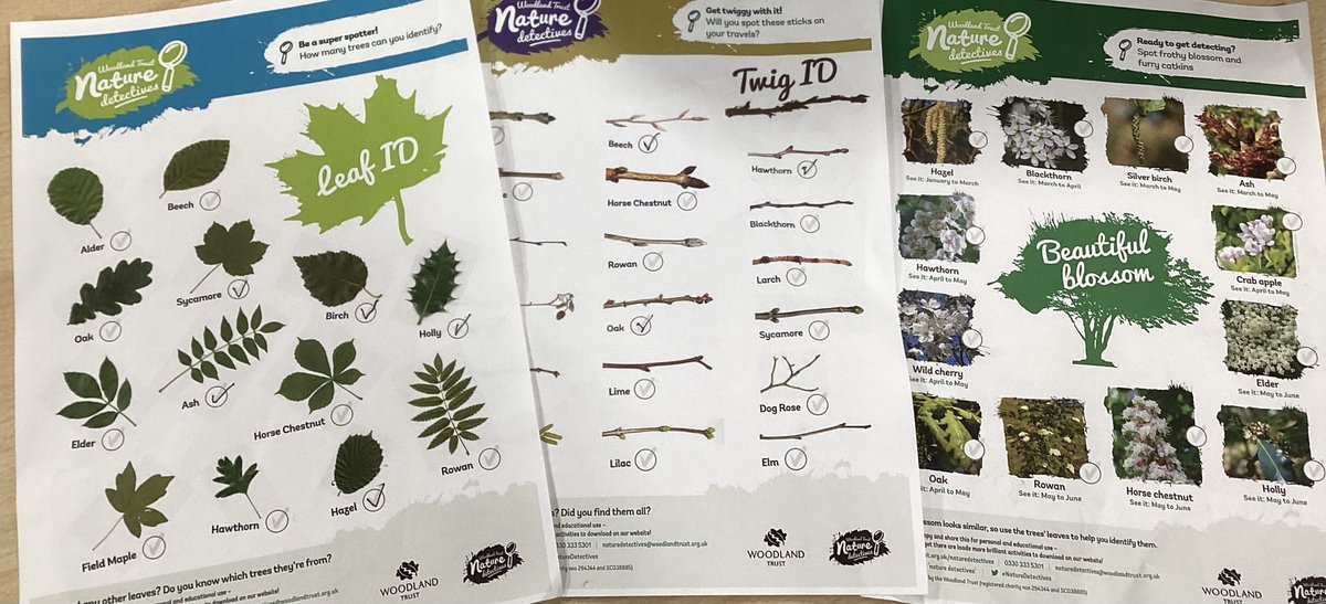 ctkrcps's tweet photo. Y3 as part of their English lesson based on ‘Out There in the Wild’ by Nicola Davies et al used Woodland Trust resources to identify trees as part of #BritishScienceWeek2025 https://t.co/LWnGk52F4M