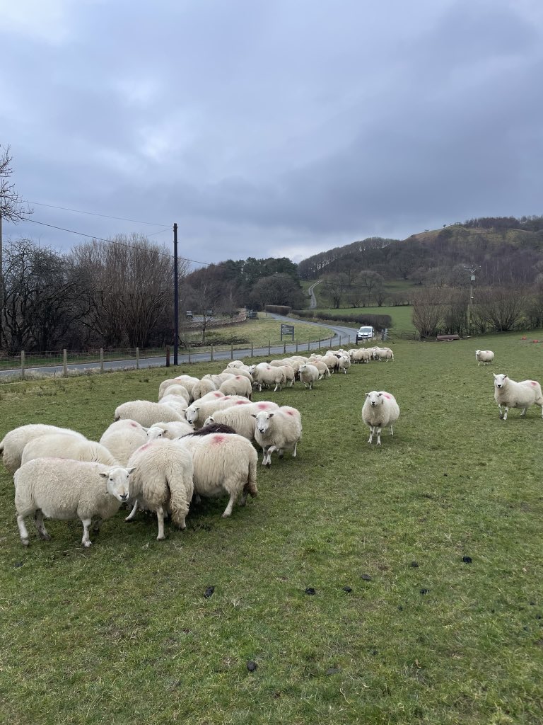 Busy few days, spring work is on getting ticked off🙌  last lambs gone, latest calves weaned, big guns in to spread a  serious amount of muck, and twin welsh ewes looking well and started having some cake. Tywydd sych adeg hyn yn ideal!😎