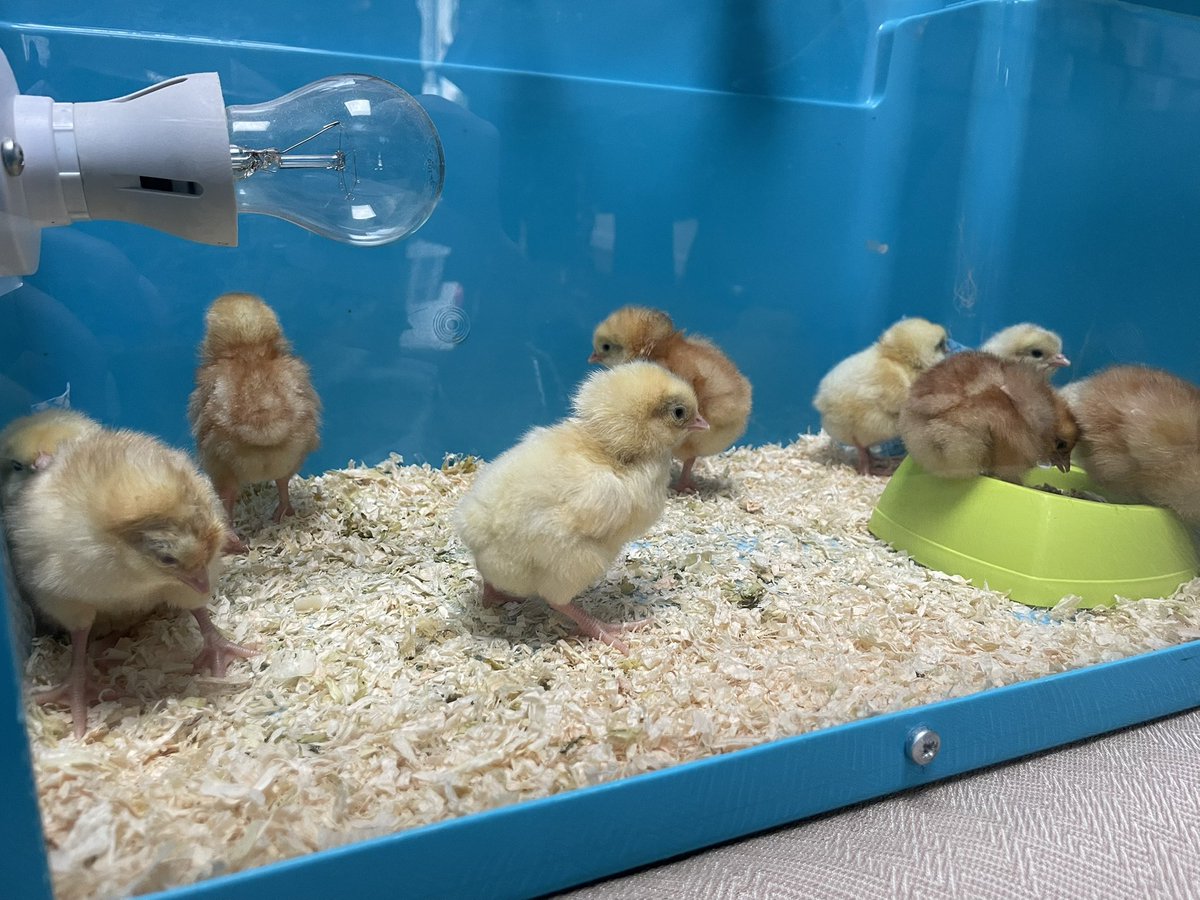 StAndrewsOxon's tweet photo. Update! All of our eggs have hatched and are off to Mrs Schmidt’s for the weekend 🐣🐥🐤 https://t.co/33l5cBej4R