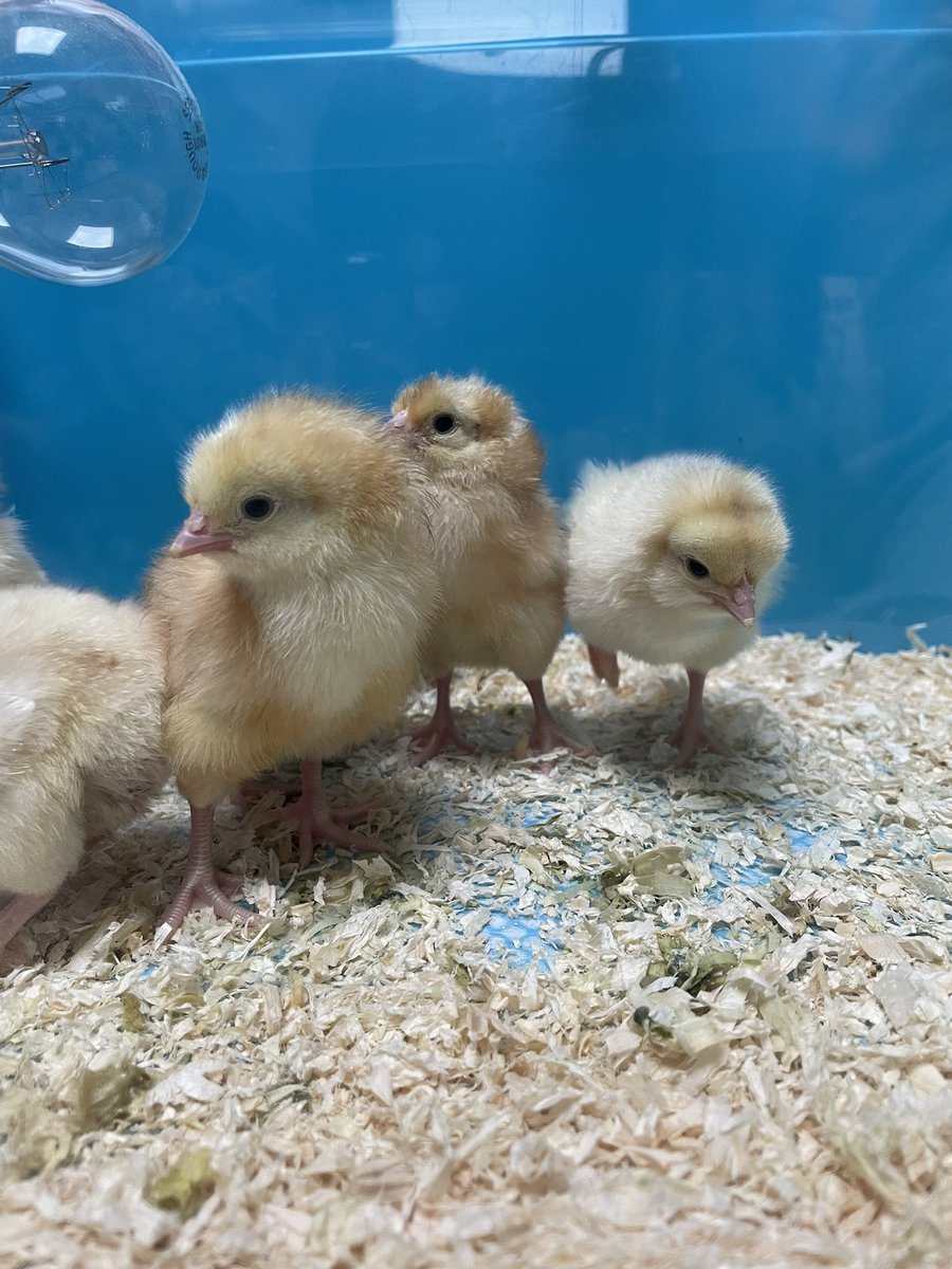 StAndrewsOxon's tweet photo. Update! All of our eggs have hatched and are off to Mrs Schmidt’s for the weekend 🐣🐥🐤 https://t.co/33l5cBej4R