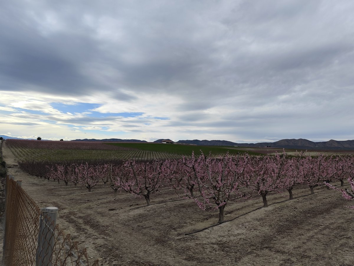 #Cieza #Murcia