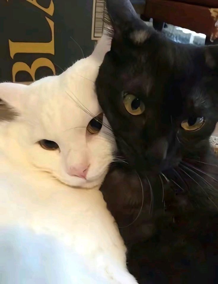 PostsOfCats's tweet photo. https://t.co/Lfbv86r4pX