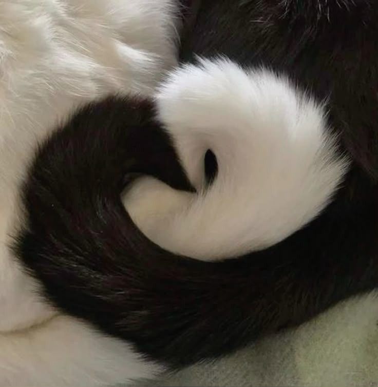 PostsOfCats's tweet photo. https://t.co/Lfbv86r4pX