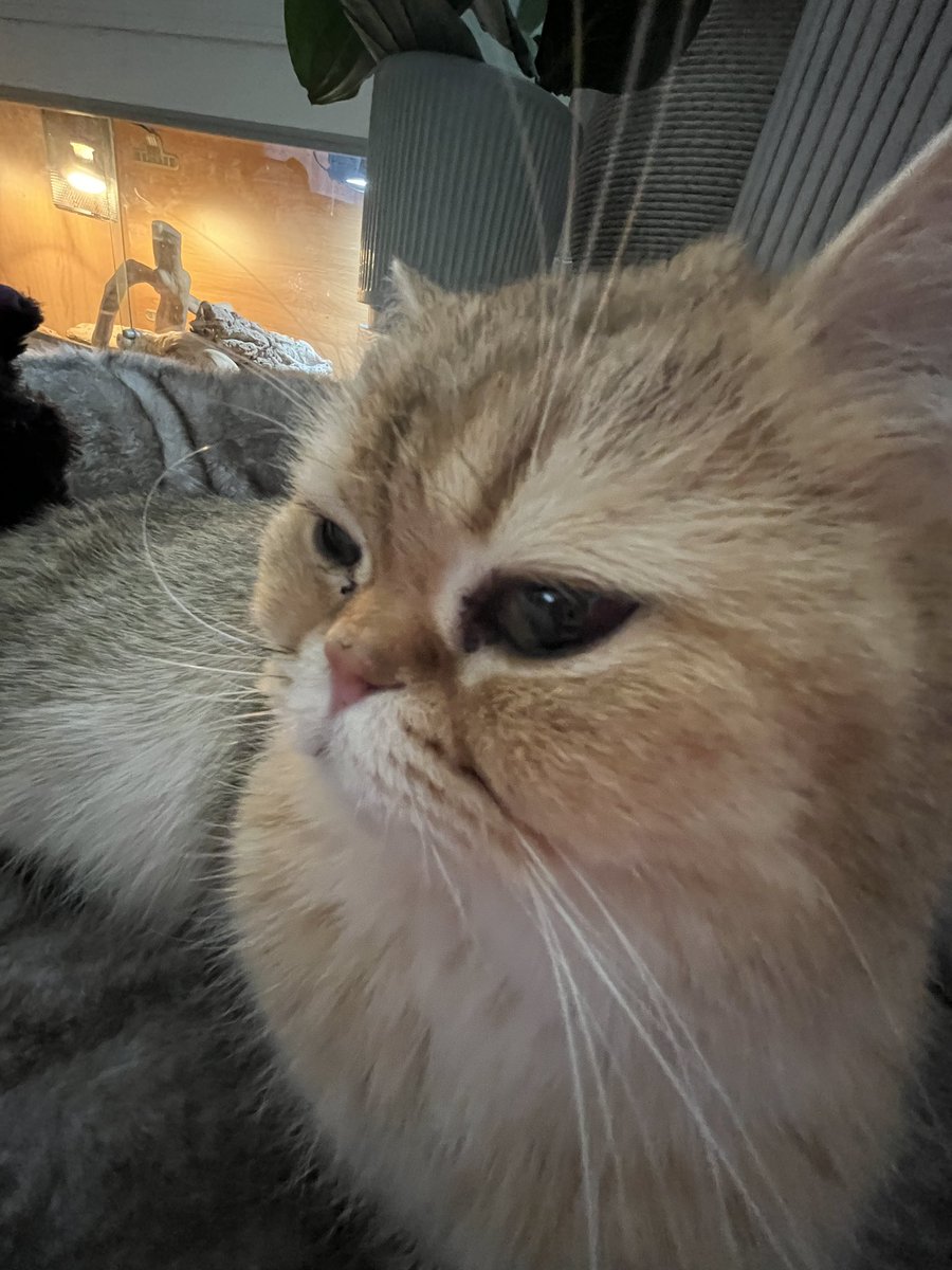 CrunchieKitty's tweet photo. just woke up :3 #CatsOnTwitter https://t.co/UljngVWmQ1