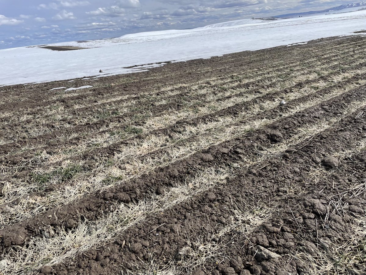 PNWcoug's tweet photo. A little snow mold on winter wheat in Waterville, WA…not quite Spring here! https://t.co/0SrOI7vwz2