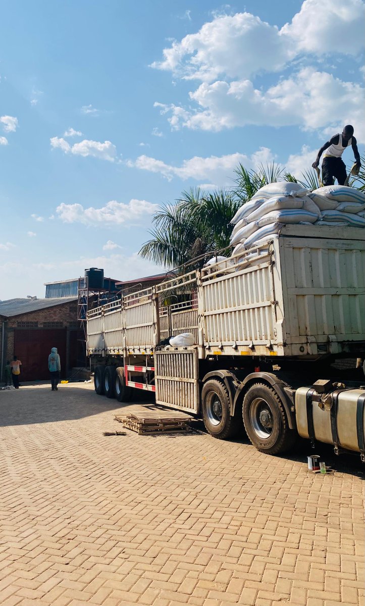 Farmers have efficiently dried their maize  ensuring top quality. After shelling and packing, they sell to high-paying buyers. Aflakiosk connects them to profitable markets, making their hard work worthwhile. They value the support in accessing better opportunities.