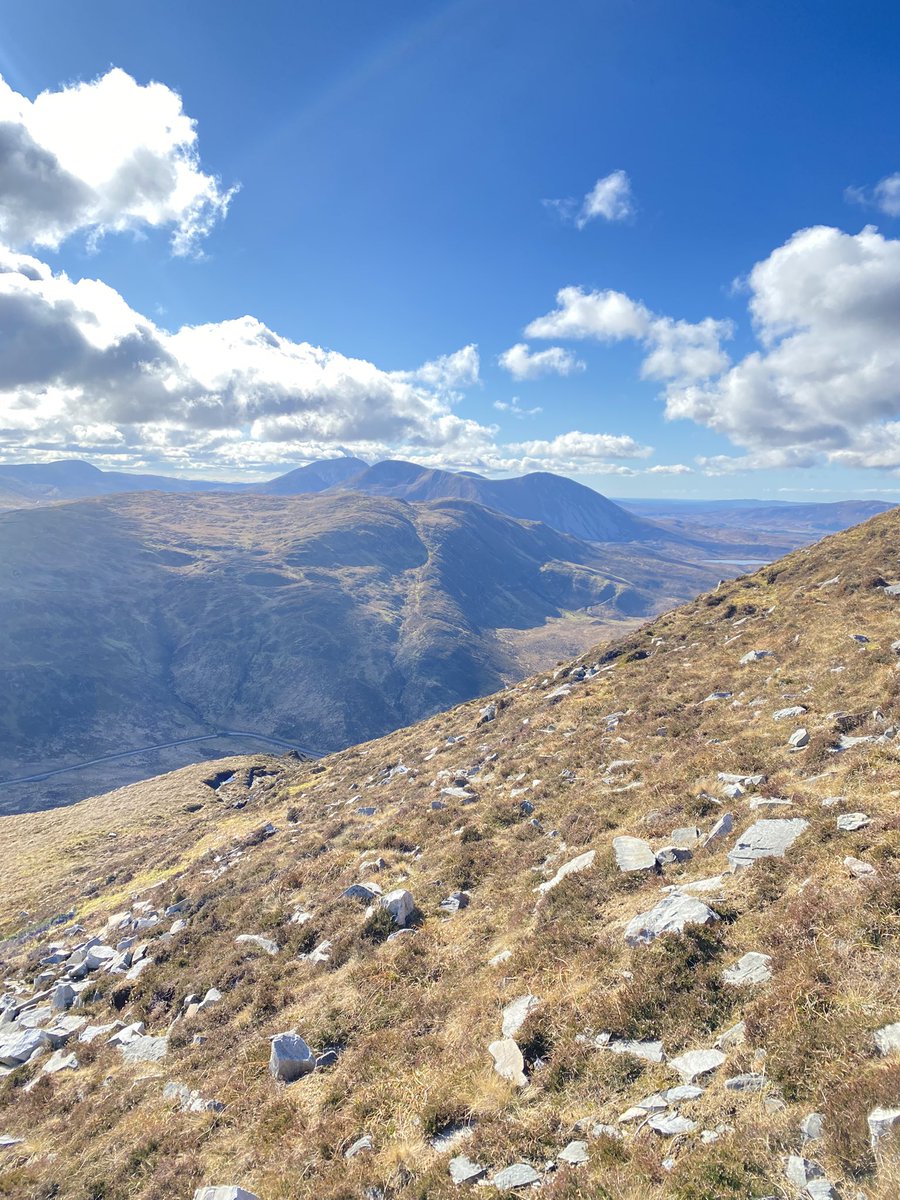 A solitary Holly tree on Muckish mountain today in Donegal ⛰️ 🌳 

The holly, growing out of a crack in a rock face, where sheep &amp; deer cannot graze on it

The landscape is overgrazed &amp; left no space for natural regeneration of trees

A. Biodiversity. Crisis.