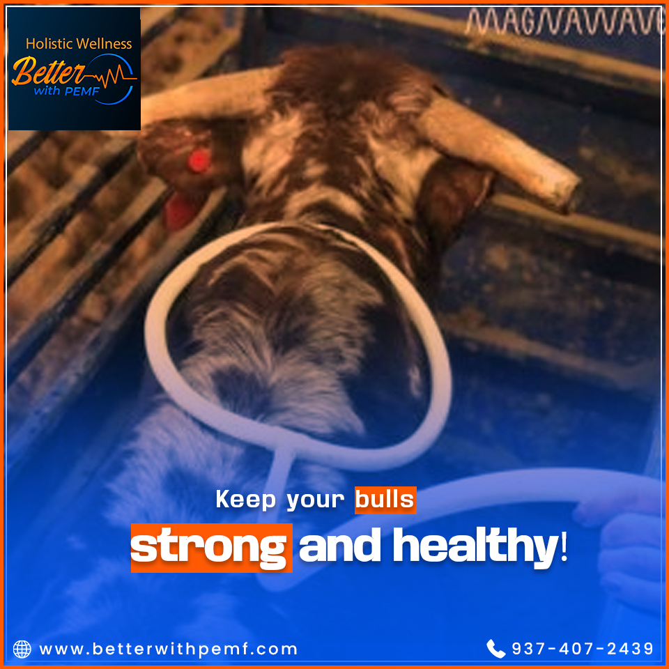 BetterWithPEMF's tweet photo. PEMF therapy enhances mobility, reduces inflammation, and keeps bulls at peak performance. Whether for breeding, competition, or general wellness, give them the best care!
.

#BullWellness #LivestockCare #PEMFforBulls #FarmStrong #PainRelief https://t.co/lwEL4oBSDR