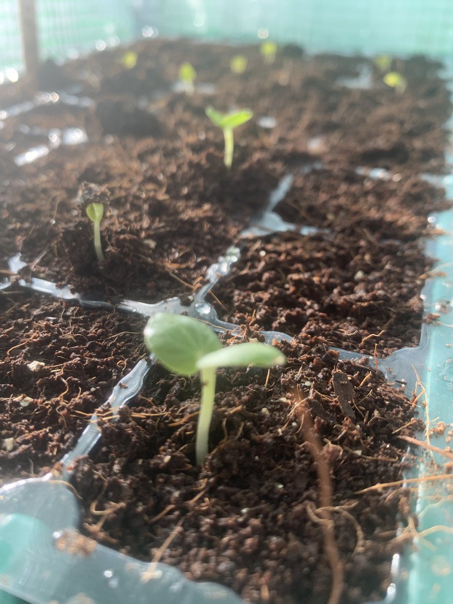 Monty’s back 🥳 #GardenersWorld #Hollyhocks