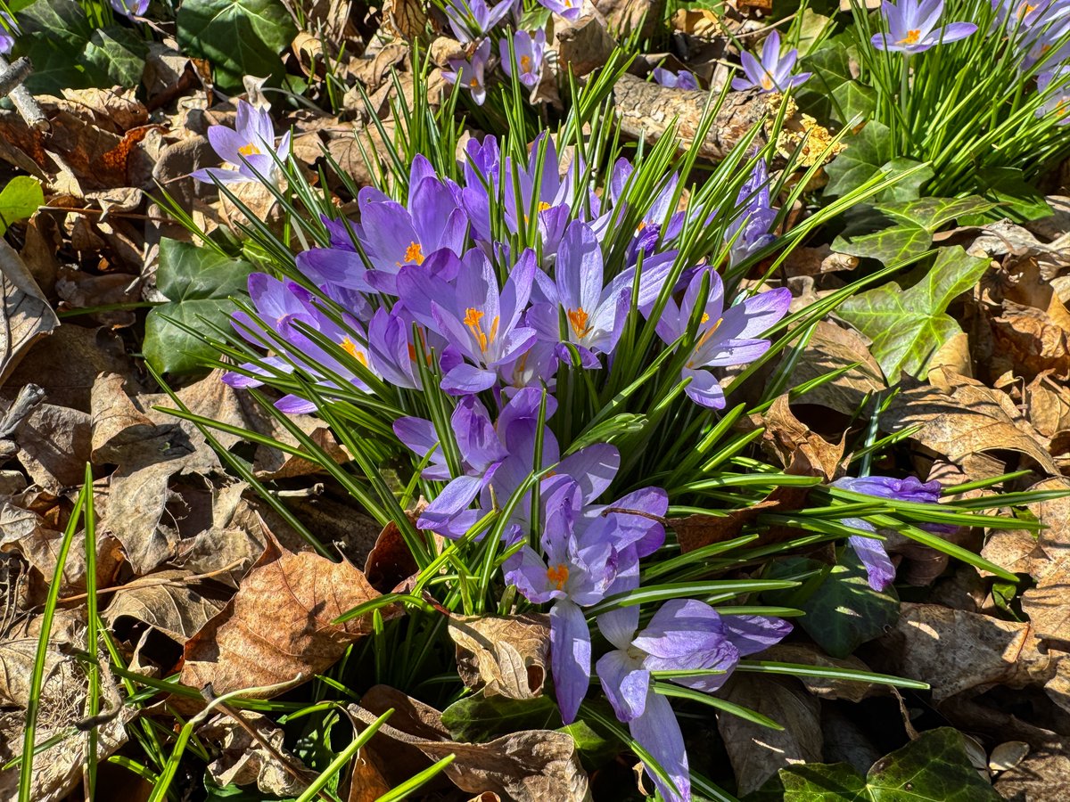 DianeLilly1's tweet image. Every year around this time, a carpet of crocuses and snowdrops explodes in my yard, celebrating the approaching spring season. Such fragile beauty! It’s such a shame that they will be gone soon.
#crocus #snowdrops #springisnear