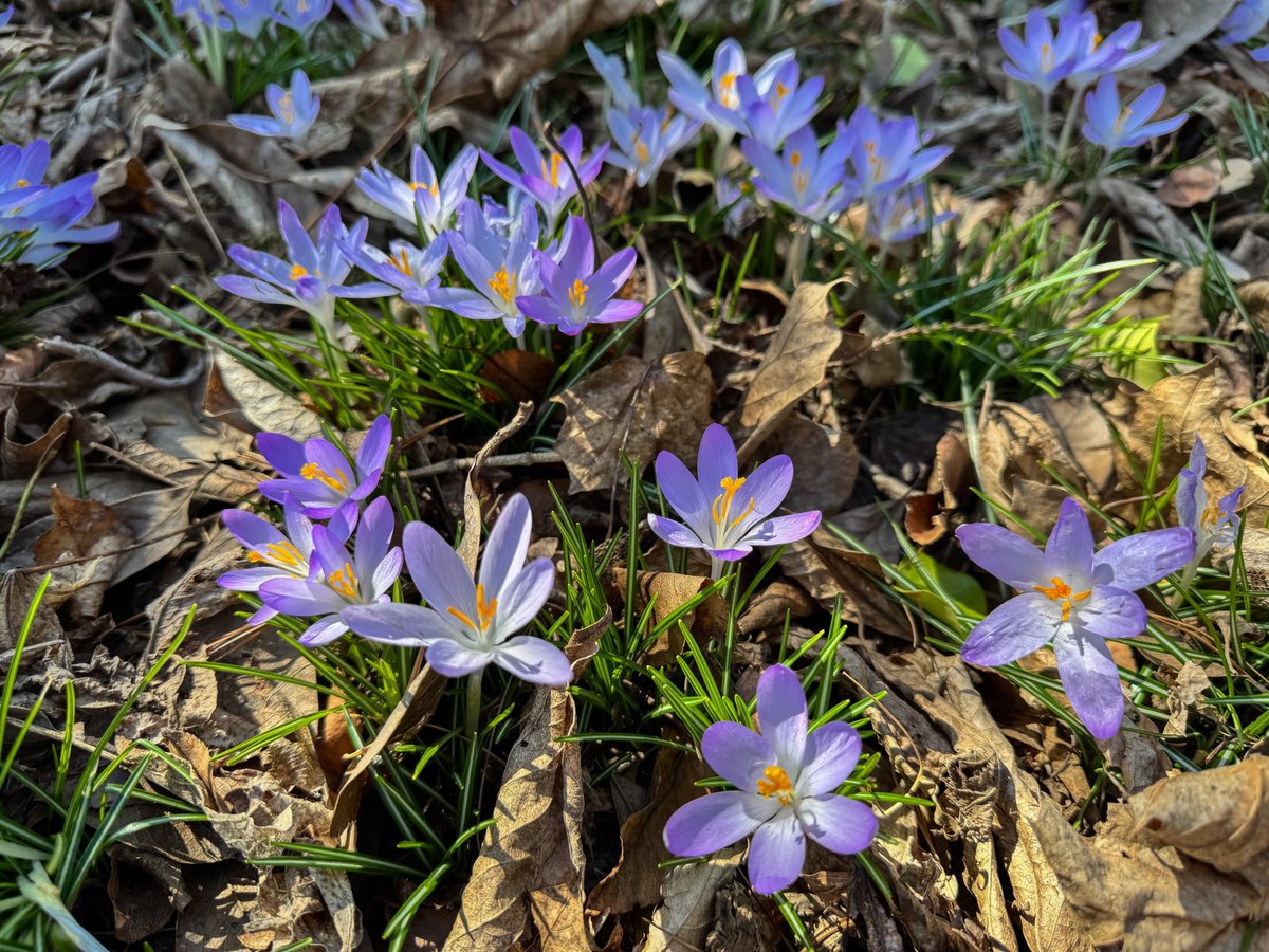 DianeLilly1's tweet image. Every year around this time, a carpet of crocuses and snowdrops explodes in my yard, celebrating the approaching spring season. Such fragile beauty! It’s such a shame that they will be gone soon.
#crocus #snowdrops #springisnear