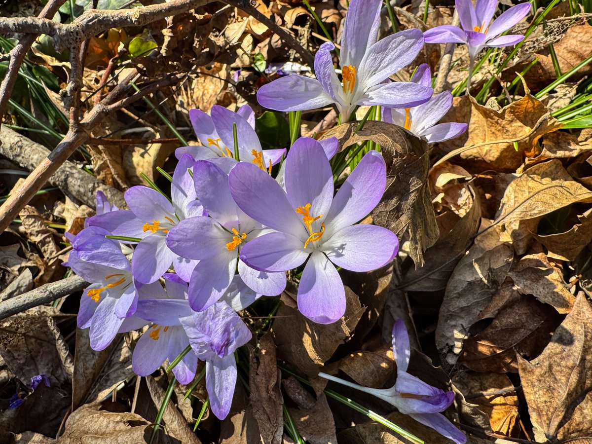 DianeLilly1's tweet image. Every year around this time, a carpet of crocuses and snowdrops explodes in my yard, celebrating the approaching spring season. Such fragile beauty! It’s such a shame that they will be gone soon.
#crocus #snowdrops #springisnear