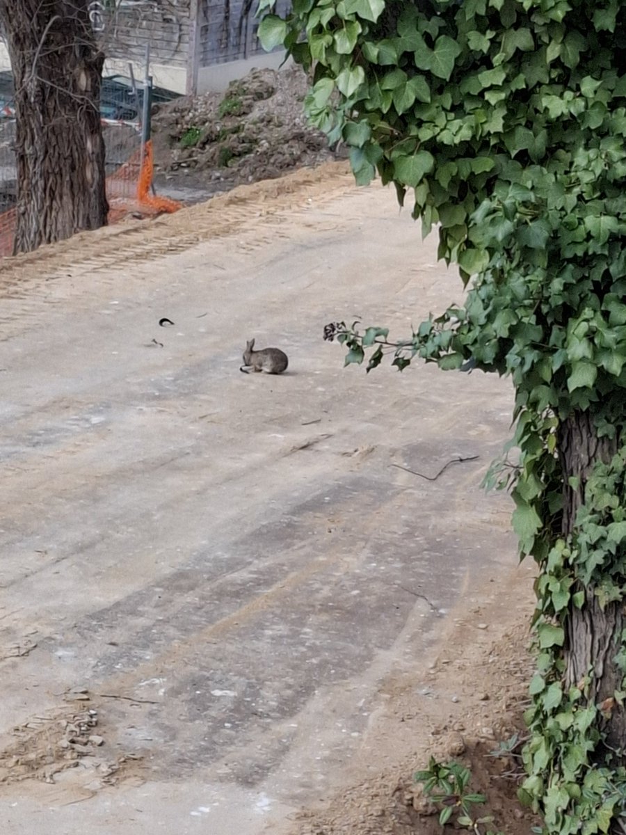 PorVecinal's tweet photo. Triste símbolo de la destrucción del Parque de la Rosaleda y de su ecosistema decicida por @JesusJCarnero y @AyuntamientoVLL
Cuando todo vale por ideología y sólo cuesta un millón de euros: https://t.co/vsYYDrsyNe