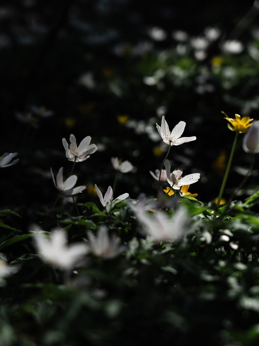 Wood anemones
In the wild dark earth 
Lifting petals to the sun

#photography #naturephotography #bloomscrolling #haiku