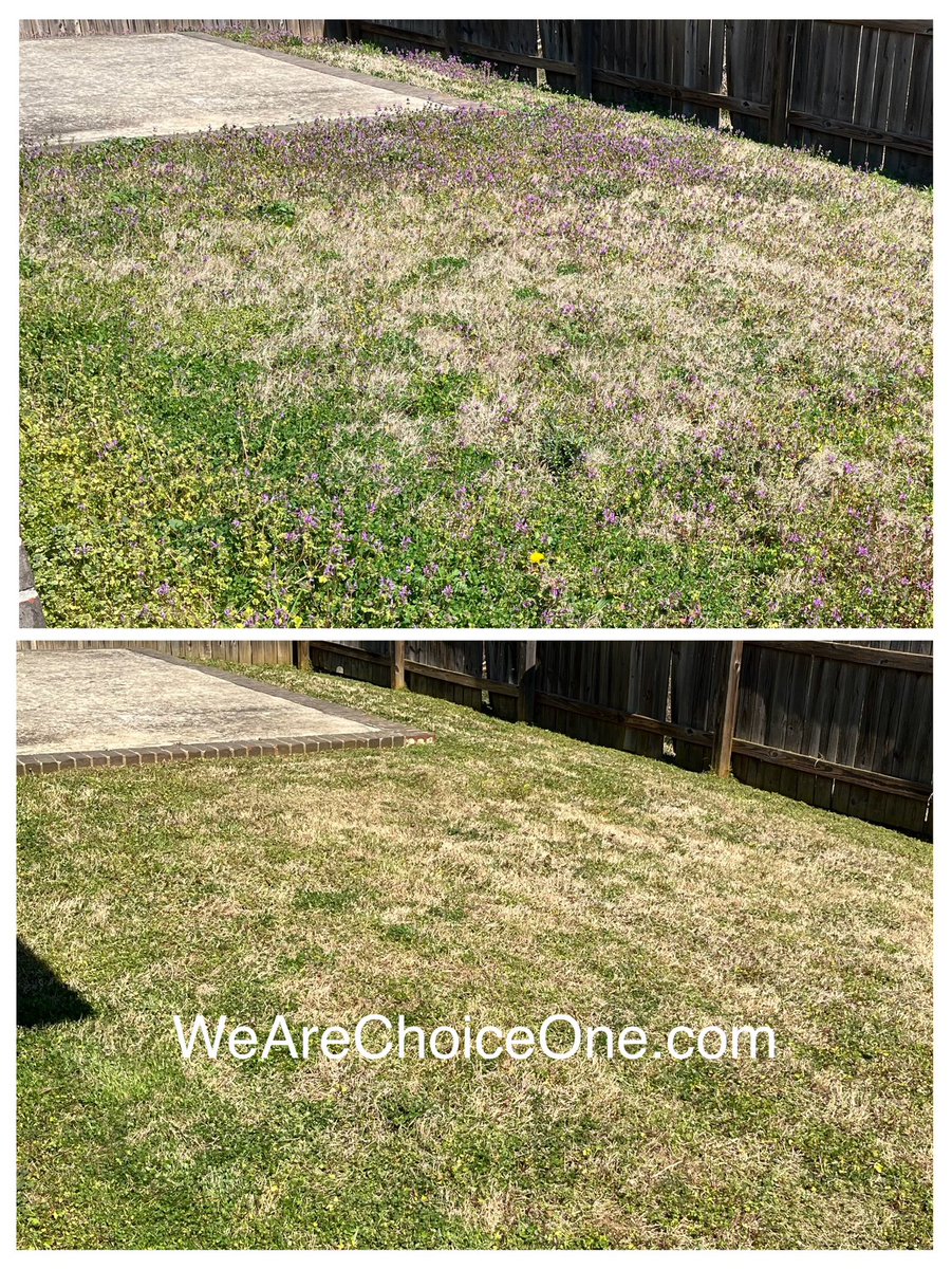 WeAreChoiceOne's tweet photo. It’s that time of year again! If you’re needing lawn care service in the Madison or Huntsville area get your free estimate today! 
https://t.co/pIta4IkZuC | 256-384-4142

#LawnCare #LawnScalping #Lawn #Mowing #Huntsville #Madison #Alabama #HSV #ChoiceOneLawnCare #WeAreChoiceOne https://t.co/xJcN7FGsZ5