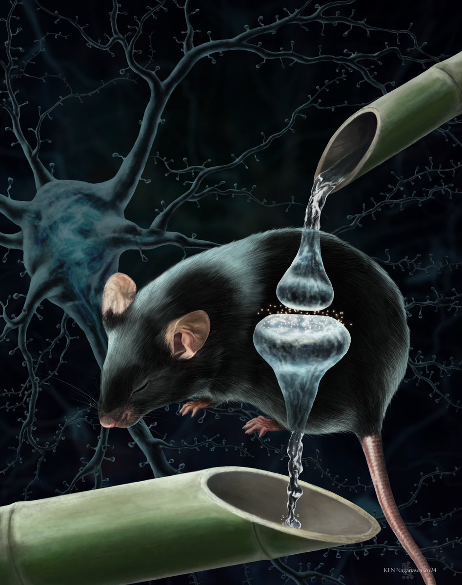 KEN Naganawa (@ken_naganawa_) on Twitter photo A commission piece for a paper by <a href="/tsawada0204/">Takeshi Sawada</a> <a href="/shi_shoi/">Shoi Shi</a> and their team published in <a href="/ScienceMagazine/">Science Magazine</a> last year, exploring the synapse dynamics inducing and resulting from sleep.
Read more at doi.org/10.1126/scienc…
研究のコンセプトアートを描かせていただきました!
#WorldSleepDay A commission piece for a paper by <a href="/tsawada0204/">Takeshi Sawada</a> <a href="/shi_shoi/">Shoi Shi</a> and their team published in <a href="/ScienceMagazine/">Science Magazine</a> last year, exploring the synapse dynamics inducing and resulting from sleep.
Read more at doi.org/10.1126/scienc…
研究のコンセプトアートを描かせていただきました!
#WorldSleepDay