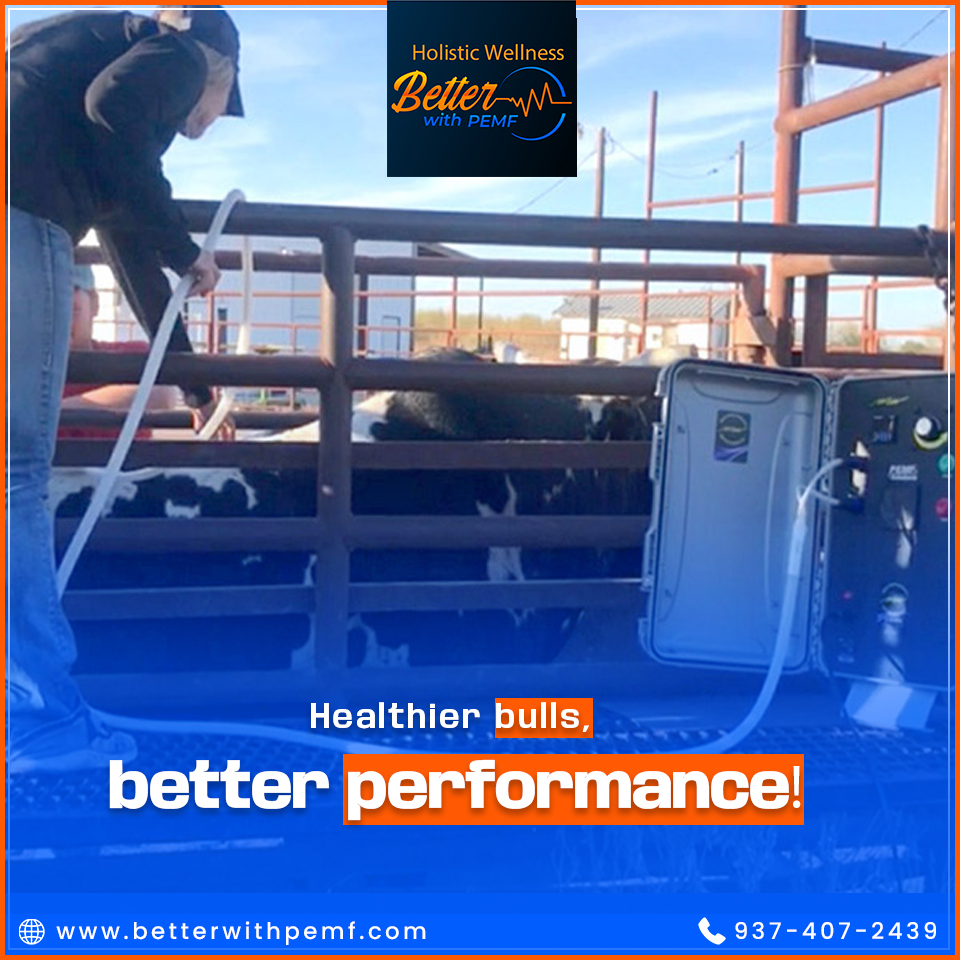 BetterWithPEMF's tweet photo. Stress can impact appetite and overall health. PEMF therapy helps bulls stay calm, reduces inflammation, and supports digestion for better well-being.
.

#StressFreeLivestock #PEMFforBulls #HealthyBulls #BetterPerformance #HolisticWellness https://t.co/mrbFWufRnP