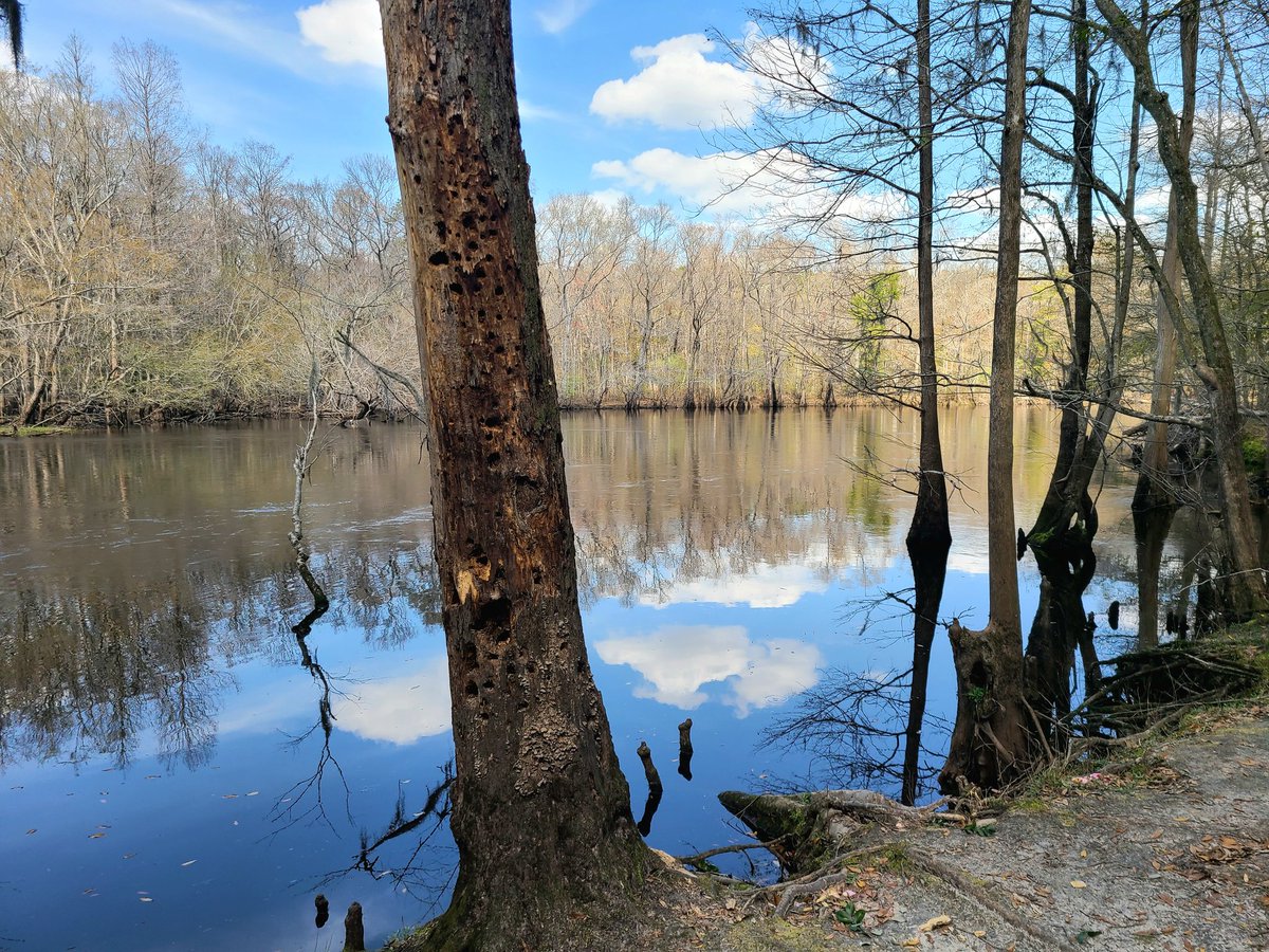 UpandGo23's tweet photo. Edisto River at Colleton State Park, SC https://t.co/BqyF2QC3V5
