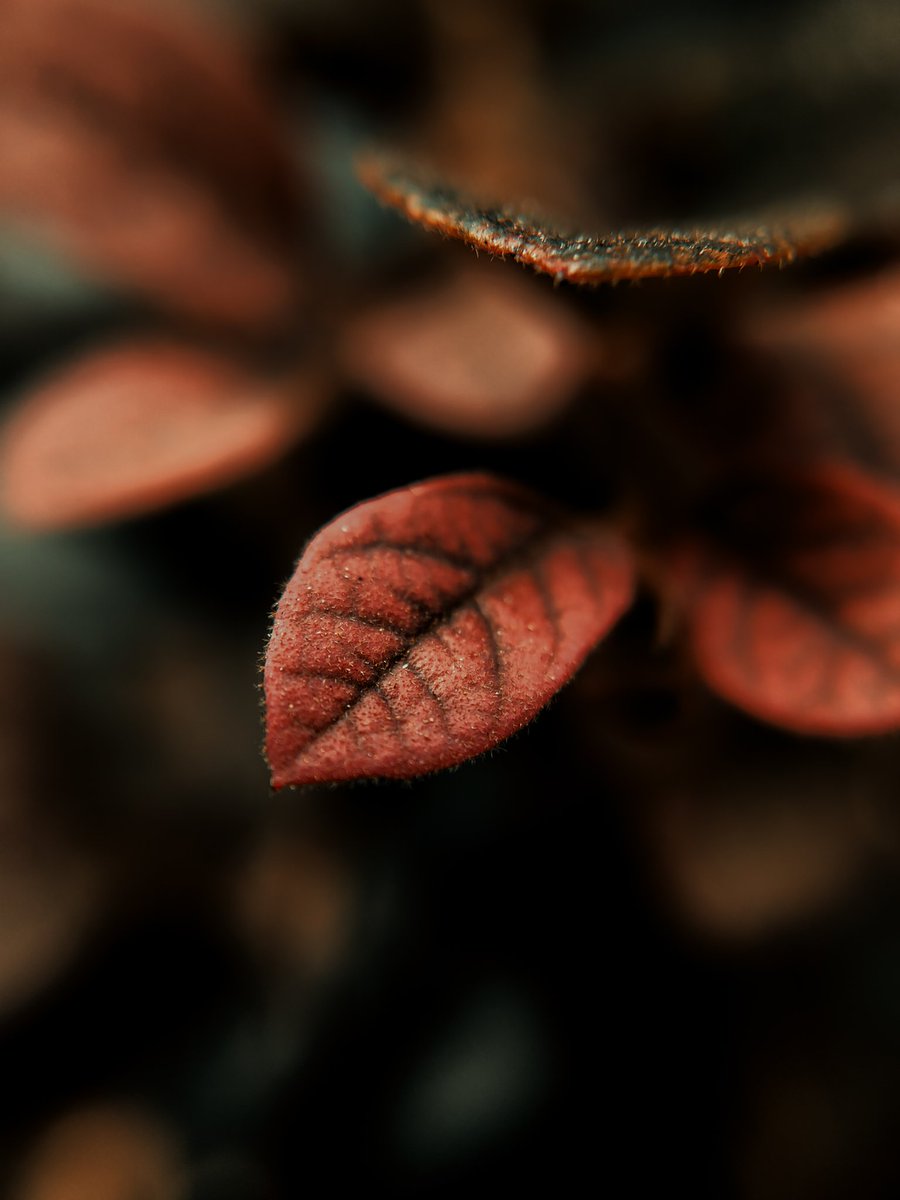 The Camera...
The Photos 

Shot on <a href="/nothing/">Nothing</a> Phone (2)
Powered by <a href="/Snapdragon/">Snapdragon</a> 
Edits- Lightroom Mobile
Macro lens used - <a href="/Adcom_India/">Adcom India</a> 12/24x
#ShotOnSnapdragon #WithNothing
#adcomindia
<a href="/getpeid/">Carl Pei</a> <a href="/AkisEvangelidis/">Akis Evangelidis</a> 
<a href="/nothingindia/">Nothing India</a> <a href="/robgodwin_/">Rob Godwin</a>
<a href="/gregcroc/">Greg</a> <a href="/Snapdragon_IN/">Snapdragon India</a>