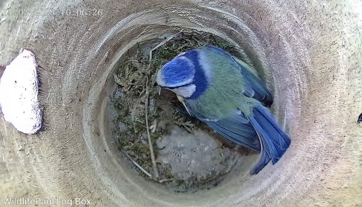 Wildlife Paul tweet media