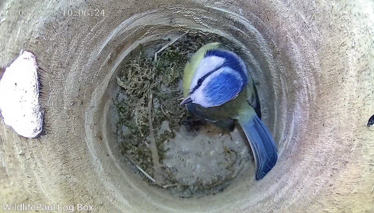 Wildlife Paul tweet media