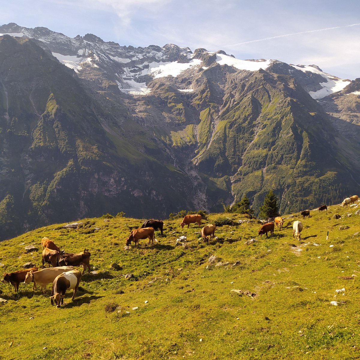 my_mountains's tweet photo. 🏔️ Explore Engelberg: A Hiker’s Paradise in Switzerland! 🇨🇭

Unplug, breathe in the fresh mountain air, and soak in Switzerland’s natural beauty🌿

visit https://t.co/2WRF8jQ0qr 

#hikinginswitzerland #engelberg #engelberghiking https://t.co/VKP5qZEpaY