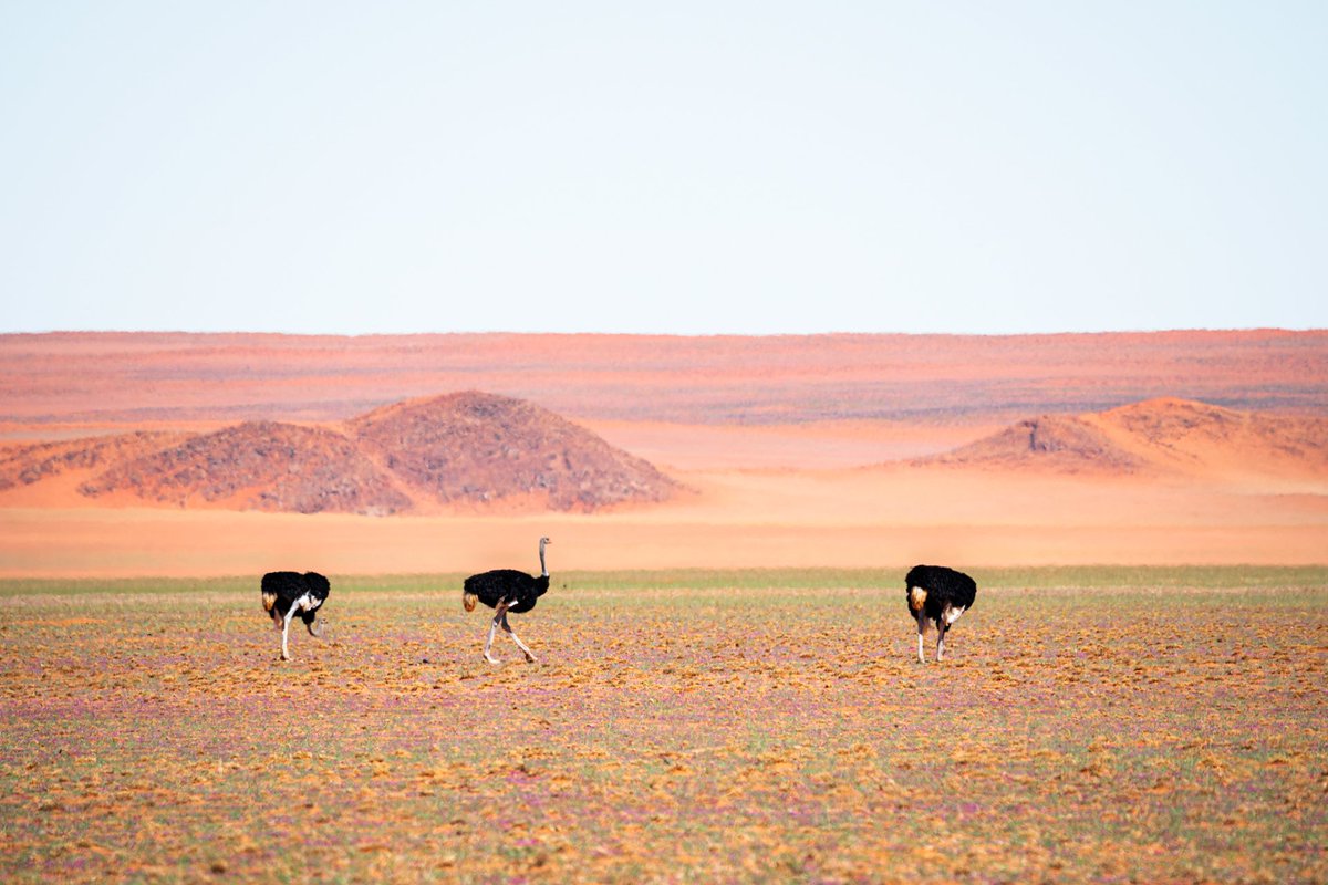 🏜"As a mirage"

In Namibia, life and death are not opposites but travel companions

With this series of diptychs, I wanted to explore the fine line between life and death

Discover the full series and the description on my website, link in bio
#nature #landscapephotography #bnw